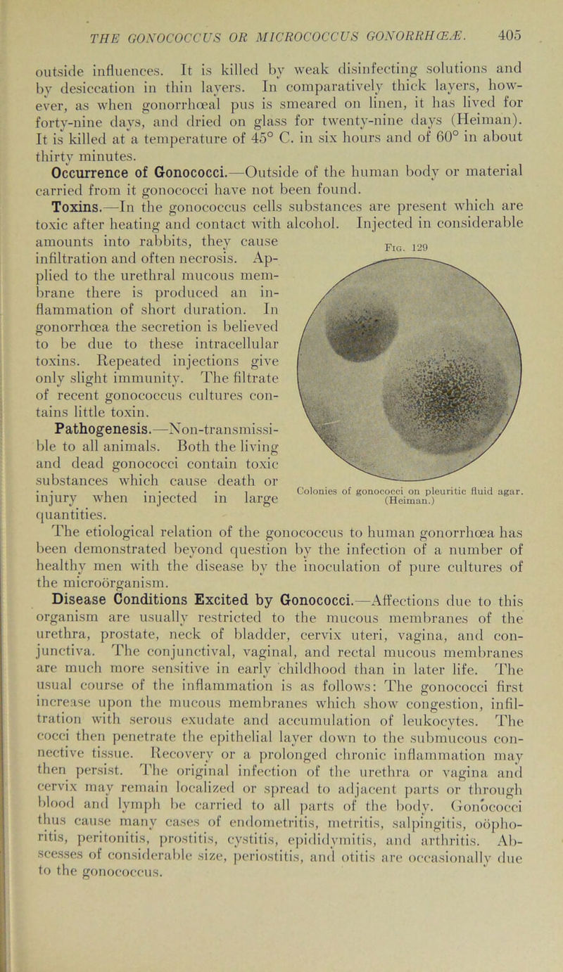 Fig. 129 outside influences. It is killed by weak disinfecting solutions and by desiccation in thin layers. In comparatively thick layers, how- ever, as when gonorrhoeal pus is smeared on linen, it has lived for forty-nine days, and dried on glass for twenty-nine days (Heima'n). It is killed at a temperature of 45° C. in six hours and of 60° in about thirty minutes. Occurrence of Gonococci.—Outside of the human body or material carried from it gonococci have not been found. Toxins.—In the gonococcus cells substances are present which are toxic after heating and contact with alcohol. Injected in considerable amounts into rabbits, they cause infiltration and often necrosis. Ap- plied to the urethral mucous mem- brane there is produced an in- flammation of short duration. In gonorrhoea the secretion is believed to be due to these intracellular toxins. Repeated injections give only slight immunity. The filtrate of recent gonococcus cultures con- tains little toxin. Pathogenesis.—Non-transmissi- ble to all animals. Both the living and dead gonococci contain toxic substances which cause death or injury when injected in large quantities. The etiological relation of the gonococcus to human gonorrhoea has been demonstrated beyond question by the infection of a number of healthy men with the disease by the inoculation of pure cultures of the microorganism. Colonies of gonococci on pleuritic fluid agar. (Heiman.) Disease Conditions Excited by Gonococci.—Affections due to this organism are usually restricted to the mucous membranes of the urethra, prostate, neck of bladder, cervix uteri, vagina, and con- junctiva. The conjunctival, vaginal, and rectal mucous membranes are much more sensitive in early childhood than in later life. The usual course of the inflammation is as follows: The gonococci first increase upon the mucous membranes which show congestion, infil- tration with serous exudate and accumulation of leukocytes. The cocci then penetrate the epithelial layer down to the submucous con- nective tissue. Recovery or a prolonged chronic inflammation may then persist. The original infection of the urethra or vagina and cervix may remain localized or spread to adjacent parts or through blood and lymph be carried to all parts of the body. Gonococci thus cause many cases of endometritis, metritis, salpingitis, oopho- ritis, peritonitis, prostitis, cystitis, epididymitis, and arthritis. Ab- scesses of considerable size, periostitis, and otitis are occasionally due to the gonococcus.