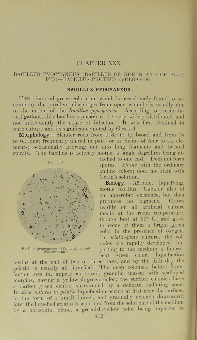 t, v.« BACILLUS PYOCYANEUS (BACILLUS OF GREEN AND OF BLUE PUS)—BACILLUS PROTEUS (VULGARIS). BACILLUS PYOCYANEUS. The blue and green coloration which is occasionally found to ac- company the purulent discharges from open wounds is usually due to the action of the Bacillus pyocyaneus. According to recent in- vestigations, this bacillus appears to be very widely distributed and not infrequently the cause of infection. It was first obtained in pure culture and its significance noted by Gessard. Morphology.—Slender rods from 0.3/i to ly broad and from 2,u to 6/< long; frequently united in pairs or in chains of four to six ele- ments; occasionally growing out into long filaments and twisted spirals. The bacillus is actively motile, a single flagellum being at- tached to one end. Does not form spores. Stains with the ordinary aniline colors; does not stain with Gram’s solution. Biology. — Aerobic, liquefying, motile bacillus. Capable also of an anaerobic existence, but then produces no pigment. Grows readily on all artificial culture media at the room temperature, though best at 37° C., and gives to some of them a bright green color in the presence of oxygen. In gelatin-plate cultures the col- onies are rapidly developed, im- parting to the medium a fluores- cent green color; liquefaction begins at the end of two or three days, and by the fifth day the gelatin is usually all liquefied. The deep colonies, before lique- faction sets in, appear as round, granular masses with scalloped margins, having a yellowish-green color; the surface colonies ha\e a darker green centre, surrounded by a delicate, radiating zone. In stick cultures in gelatin liquefaction occurs at first near the surface, in the form of a small funnel, and gradually extends downward; later the liquefied gelatin is separated from the solid part of the medium by a horizontal plane, a greenish-yellow color being imparted to 412 4' * >• % % . . % ?V\ \ r. >- \ ' » • * ' >1 Bacillus pyoeyaneus (From Kolle and Wassermann.)