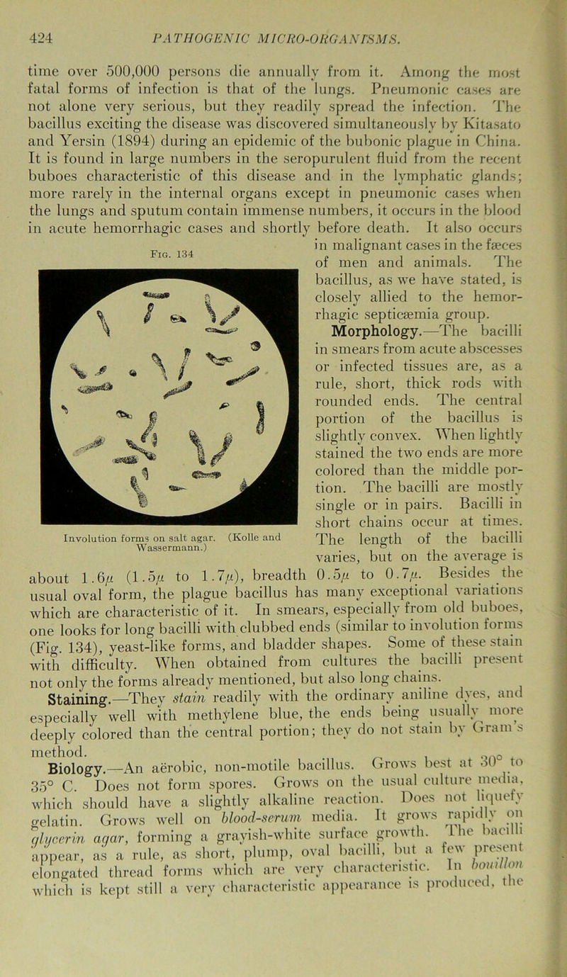 time over 500,000 persons die annually from it. Among the most fatal forms of infection is that of the lungs. Pneumonic cases are not alone very serious, but they readily spread the infection. The bacillus exciting the disease was discovered simultaneously by Kitasato and Yersin (1894) during an epidemic of the bubonic plague in China. It is found in large numbers in the seropurulent fluid from the recent buboes characteristic of this disease and in the lymphatic glands; more rarely in the internal organs except in pneumonic cases when the lungs and sputum contain immense numbers, it occurs in the blood in acute hemorrhagic cases and shortly before death. It also occurs in malignant cases in the faeces TiTr’ V34 O r ig. p 1*1 npi or men and animals. I he bacillus, as we have stated, is closely allied to the hemor- rhagic septicaemia group. Morphology.—The bacilli in smears from acute abscesses or infected tissues are, as a rule, short, thick rods with rounded ends. The central portion of the bacillus is slightly convex. When lightly stained the two ends are more colored than the middle por- tion. The bacilli are mostly single or in pairs. Bacilli in short chains occur at times. The length of the bacilli varies, but on about 1.6/i (1.5n to 1.7/a), breadth 0.5/i to 0.7,«. Besides usual oval form, the plague bacillus has many exceptional variations which are characteristic of it. In smears, especially from old buboes, one looks for long bacilli with clubbed ends (similar to involution forms (Fig. 134), yeast-like forms, and bladder shapes. Some of these stain with difficulty. When obtained from cultures the bacilli present not only the forms already mentioned, but also long chains. Staining.—They stain readily with the ordinary aniline d\es, and especially well with methylene blue, the ends being usually deeply colored than the central portion; they do not stain by G method. . oa0 Biology.—An aerobic, non-motile bacillus. Grows best at 3U to 35° C. Does not form spores. Grows on the usual culture media, which should have a slightly alkaline reaction. Does not liquefy Grows well on blood-serum media. It grows forming a grayish-white surface growth. Involution forms on salt agar. Wassermann.) (Kolle and the average is the more ram’s not rapidlv on The bacilli gelatin. qlycerin aqar, - 0 „ „ . appear, as a rule, as short, plump, oval baalli, but a few present elongated thread forms which are very characteristic. In boinlion. which is kept still a very characteristic appearance is produced, the