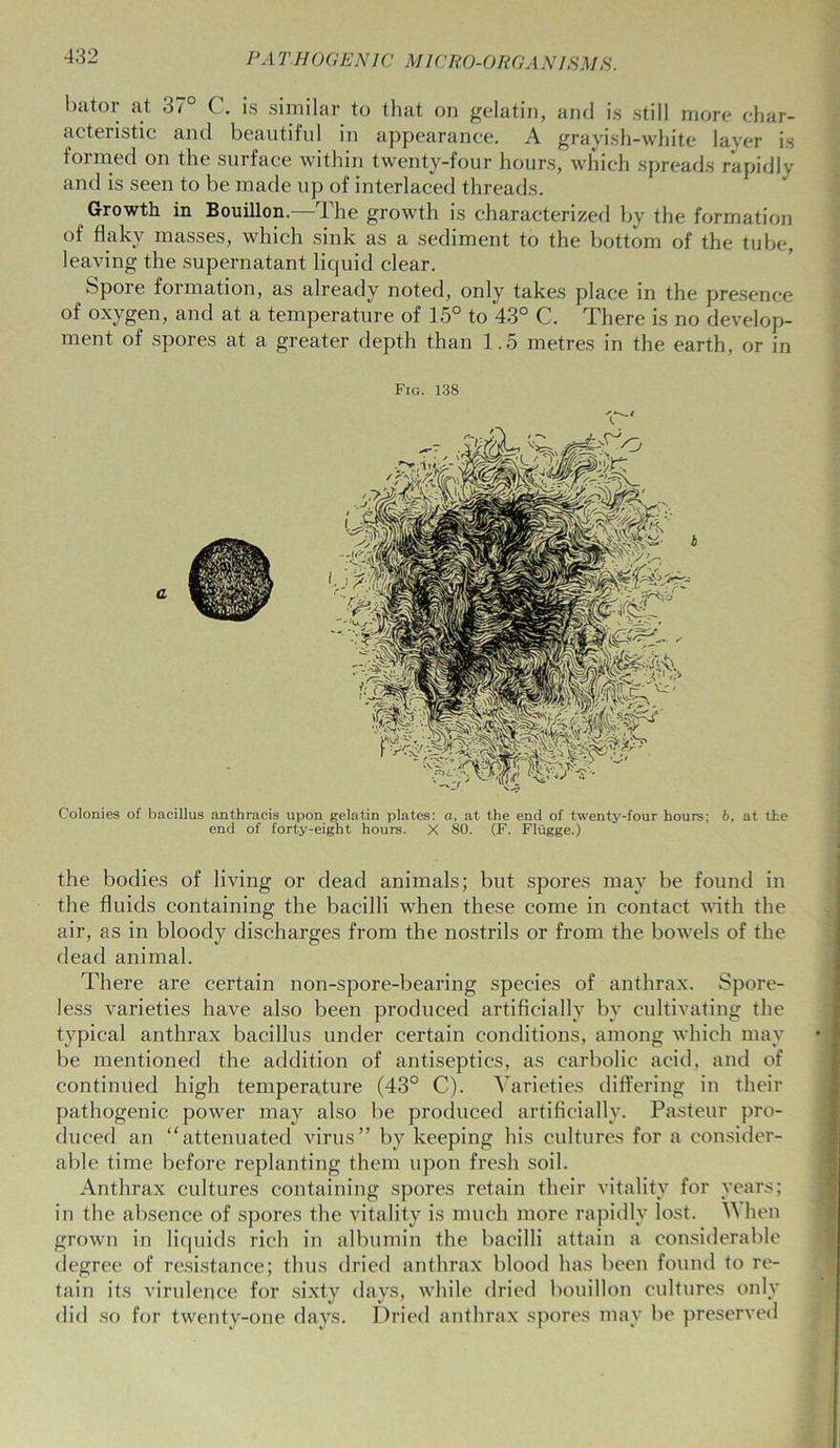 hator at 37° C. is similar to that on gelatin, and is still more char- acteristic and beautiful in appearance. A grayish-white layer is formed on the surface within twenty-four hours, which spreads rapidly and is seen to be made up of interlaced threads. Growth in Bouillon.—The growth is characterized by the formation of flaky masses, which sink as a sediment to the bottom of the tube, leaving the supernatant liquid clear. Spore formation, as already noted, only takes place in the presence of oxygen, and at a temperature of 15° to 43° C. There is no develop- ment of spores at a greater depth than 1.5 metres in the earth, or in Fig. 138 Colonies of bacillus anthracis upon gelatin plates: a, at the end of twenty-four hours; b, at the end of forty-eight hours. X 80. (F. Fliigge.) the bodies of living or dead animals; but spores may be found in the fluids containing the bacilli when these come in contact with the air, as in bloody discharges from the nostrils or from the bowels of the dead animal. There are certain non-spore-bearing species of anthrax. Spore- less varieties have also been produced artificially by cultivating the typical anthrax bacillus under certain conditions, among which may be mentioned the addition of antiseptics, as carbolic acid, and of continued high temperature (43° C). Varieties differing in their pathogenic power may also be produced artificially. Pasteur pro- duced an “attenuated virus” by keeping his cultures for a consider- able time before replanting them upon fresh soil. Anthrax cultures containing spores retain tlieir vitality for years; in the absence of spores the vitality is much more rapidly lost. A\ hen grown in liquids rich in albumin the bacilli attain a considerable degree of resistance; thus dried anthrax blood has been found to re- tain its virulence for sixty days, while dried bouillon cultures only did so for twenty-one days. Dried anthrax spores may be preserved