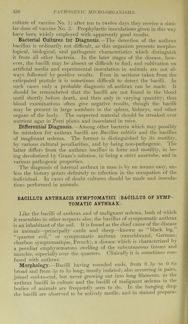 culture of vaccine No. 1; after ten to twelve days they receive a simi- lar close of vaccine No. 2. Prophylactic inoculations given in this way have been widely employed with apparently good results. Bacterial Cultures for Diagnosis.—'The* detection of the anthrax bacillus is ordinarily not difficult, as this organism presents morpho- logical, biological, and pathogenic characteristics which distinguish it from all other bacteria. In the later stages of the disease, how- ever, the bacilli may be absent or difficult to find, and cultivation on artificial media and experimental inoculation in animals are not al- ways followed by positive results. Even in sections* taken from the extirpated pustule it is sometimes difficult to detect the bacilli. In such cases only a probable diagnosis of. anthrax can be made. It should be remembered that the bacilli are not found in the blood until shortly before death, and then only in varying quantity; thus blood examinations often give negative results, though the bacilli may be present in large numbers in the spleen, kidneys, and other organs of the body. The suspected material should be streaked over nutrient agar in Petri plates and inoculated in mice. Differential Diagnosis.—Among other bacteria which may possibly be mistaken for anthrax bacilli are Bacillus subtilis and the bacillus of maglinant oedema. The former is distinguished by its motility, by various cultural peculiarities, and by being non-pathogenie. The latter differs from the anthrax bacillus in form and motility, in be- ing decolorized by Gram’s solution, in being a strict anaerobe, and in various pathogenic properties. . The diagnosis of internal anthrax in man is by no means easy, un- less the history points definitely to infection in the occupation of the individual. In cases of doubt cultures should be made and inocula- tions performed in animals. I BACILLUS ANTHRACIS SYMPTOMATICI (BACILLUS OF SYMP- TOMATIC ANTHRAX). Like the bacilli of anthrax and of malignant oedema, both of which it resembles in other respects also, the bacillus of symptomatic anthrax is an inhabitant of the soil. It is found as the chief cause of the disease in animals—principally cattle and sheep—known as ‘black leg, “quarter evil,” or symptomatic anthrax (rauschbrand, German, charbon symptomatique, French), a disease which is characterized b\ a peculiar emphysematous swelling of the subcutaneous tissues and muscles, especially over the quarters. ( linically it is sometimes con- fused with anthrax. Morphology.—Bacilli having rounded ends, from 0.5/z to 0A)it broad and from 3/< to 5/.t long; mostly isolated; also occurring in pairs, joined end-to-end, but never growing out into long filaments, as the anthrax bacilli in culture and the bacilli of malignant oedema in the bodies of animals are frequently seen to do. In the hanging drop the bacilli are observed to be actively motile, and in stained prepara-
