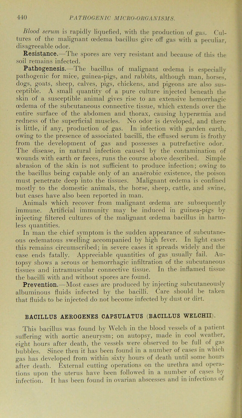 Blood serum is rapidly liquefied, with the production of gas. Cul- tures of the malignant oedema bacillus give off gas with a peculiar, disagreeable odor. Resistance.—The spores are very resistant and because of this the soil remains infected. Pathogenesis.—The bacillus of malignant oedema is espeeiallv pathogenic for mice, guinea-pigs, and rabbits, although man, horses, dogs, goats, sheep, calves, pigs, chickens, and pigeons are also sus- ceptible. A small quantity of a pure culture injected beneath the skin of a susceptible animal gives rise to an extensive hemorrhagic- oedema of the subcutaneous connective tissue, which extends over the entire surface of the abdomen and thorax, causing hypersemia and redness of the superficial muscles. No odor is developed, and there is little, if any, production of gas. In infection with garden earth, owing to the presence of associated bacilli, the effused serum is frothy from the development of gas and possesses a putrefactive odor. The disease, in natural infection caused by the contamination of wounds with earth or fceces, runs the course above described. Simple abrasion of the skin is not sufficient to produce infection; owing to the bacillus being capable only of an anaerobic existence, the poison must penetrate deep into the tissues. Malignant oedema is confined mostly to the domestic animals, the horse, sheep, cattle, and swine, but cases have also been reported in man. Animals which recover from malignant oedema are subsequently immune. Artificial immunity may be induced in guinea-pigs by injecting filtered cultures of the malignant oedema bacillus in harm- less quantities. In man the chief symptom is the sudden appearance of subcutane- ous oedematous swelling accompanied by high fever. In light cases this remains circumscribed; in severe cases it spreads widely and the case ends fatally. Appreciable quantities of gas usually fail. Au- topsy shows a serous or hemorrhagic infiltration of the subcutaneous tissues and intramuscular connective tissue. In the inflamed tissue the bacilli with and without spores are found. Prevention.—Most cases are produced bv injecting subcutaneously albuminous fluids infected by the bacilli. Care should be taken that fluids to be injected do not become infected by dust or dirt. BACILLUS AEROGENES CAPSULATUS (BACILLUS WELCHII). This bacillus was found by Welch in the blood vessels of a patient suffering with aortic aneurysm; on autopsy, made in cool weather, eight hours after death, the vessels were observed to be full of gas bubbles. Since then it has been found in a number of cases in which gas has developed from within sixty hours of death until some hours after death. External cutting operations on the urethra and opera- tions upon the uterus have been followed in a number of cases b\ infection. It has been found in ovarian abscesses and in infections of