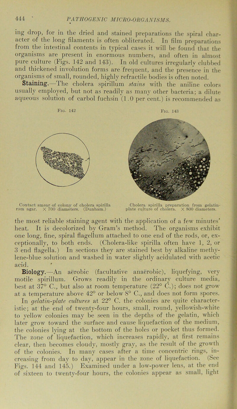 ing drop, for in the dried and stained preparations the spiral char- acter of the long filaments is often obliterated. In film preparations from the intestinal contents in typical cases it will be found that the organisms are present in enormous numbers, and often in almost pure culture (Figs. 142 and 143). In old cultures irregularly clubbed and thickened involution forms are frequent, and the presence in the organisms of small, rounded, highly refractile bodies is often noted. Staining.—The cholera spirillum stains with the aniline colors usually employed, but not as readily as many other bacteria; a dilute aqueous solution of carbol fuchsin (1.0 per cent.) is recommended as Fig. 142 Fig. 143 Contact smear of colony of cholera spirilla rom agar. X 700 diameters. (Dunham.) Cholera spirilla preparation from gelatin- plate culture of cholera. X 800 diameters. the most reliable staining agent with the application of a few minutes’ heat,. It is decolorized by Gram’s method. The organisms exhibit one long, fine, spiral flagellum attached to one end of the rods, or, ex- ceptionally, to both ends. (Cholera-like spirilla often have 1, 2, or 3 end flagella.) In sections they are stained best by alkaline methy- lene-blue solution and washed in water slightly acidulated with acetic acid. Biology.—An aerobic (facultative anaerobic), liquefying, very motile spirillum. Grows readily in the ordinary culture media, best at 37° C., but also at room temperature (22° C.); does not grow at a temperature above 42° or below 8° C., and does not form spores. In gelatin-plate cultures at 22° C. the colonies are quite character- istic; at the end of twenty-four hours, small, round, yellowish-white to yellow colonies may be seen in the depths of the gelatin, which later grow toward the surface and cause liquefaction of the medium, the colonies lying at the bottom of the holes or pocket thus formed. The zone of liquefaction, which increases rapidly, at first remains clear, then becomes cloudy, mostly gray, as the result of the growth of the colonies. In many cases after a time concentric rings, in- creasing from day to day, appear in the zone of liquefaction. (See Figs. 144 and 145.) Examined under a low-power lens, at the end of sixteen to twenty-four hours, the colonies appear as small, light