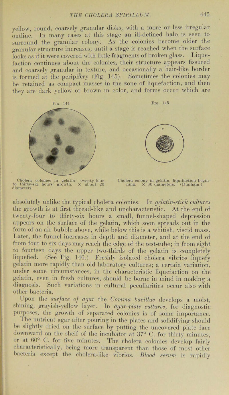 yellow, round, coarsely granular disks, with a more or less irregular outline. In many cases at this stage an ill-defined halo is seen to surround the granular colony. As the colonies become older the granular structure increases, until a stage is reached when the surface looks as if it were covered with little fragments of broken glass. Lique- faction continues about the colonies, their structure appears fissured and coarselv granular in texture, and occasionally a hair-like border is formed at the periphery (Fig. 145). Sometimes the colonies may be retained as compact masses in the zone of liquefaction, and then they are dark yellow or brown in color, and forms occur which are Fig. 144 Fig. 145 Cholera colonies in gelatin; twenty-four Cholera colony in gelatin, liquifaetion begin- to thirty-six hours’ growth. X about 20 ning. X 30 diameters. (Dunham.) diameters. absolutely unlike the typical cholera colonies. In gelatiriTstick cultures the growth is at first thread-like and uncharacteristic. At the end of twenty-four to thirty-six hours a small, funnel-shaped depression appears on the surface of the gelatin, which soon spreads out in the form of an air bubble above, while below this is a whitish, viscid mass. Later, the funnel increases in depth and diameter, and at the end of from four to six days may reach the edge of the test-tube; in from eight to fourteen days the upper two-thirds of the gelatin is completely liquefied. (See Fig. 146.) Freshly isolated cholera vibrios liquefy gelatin more rapidly than old laboratory cultures; a certain variation, under some circumstances, in the characteristic liquefaction on the gelatin, even in fresh cultures, should be borne in mind in making a diagnosis. Such variations in cultural peculiarities occur also with other bacteria. I pon the surface of agar the Comma bacillus develops a moist, shining, grayish-yellow layer. In agar-plate cultures, for diagnostic purposes, the growth of separated colonies is of some importance. 1 he nutrient agar after pouring in the plates and solidifying should be slightly dried on the surface by putting the uncovered plate face downward on the shelf of the incubator at 37° C. for thirty minutes, or at 60° C. for five minutes. The cholera colonies develop fairly characteristically, being more transparent than those of most other bacteria except the cholera-like vibrios. Blood serum is rapidly