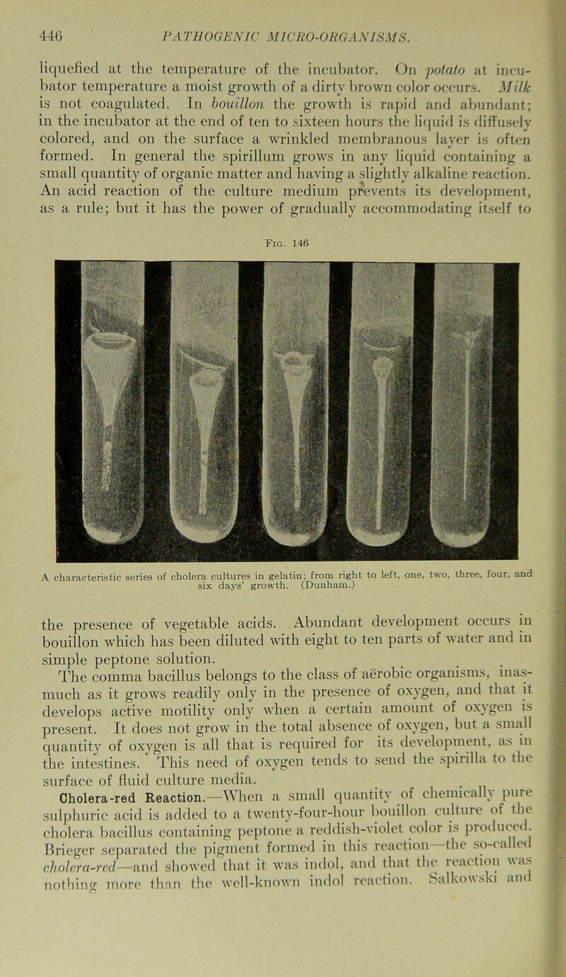 liquefied at the temperature of the incubator. On 'potato at incu- bator temperature a moist growth of a dirty brown color occurs. Milk is not coagulated. In bouillon the growth is rapid and abundant; in the incubator at the end of ten to sixteen hours the liquid is diffusely colored, and on the surface a wrinkled membranous layer is often formed. In general the spirillum grows in any liquid containing a small quantity of organic matter and having a slightly alkaline reaction. An acid reaction of the culture medium prevents its development, as a rule; but it has the power of gradually accommodating itself to Fig. 146 the presence of vegetable acids. Abundant development occurs in bouillon which has been diluted with eight to ten parts of water and in simple peptone solution. The comma bacillus belongs to the class of aerobic organisms, inas- much as it grows readily only in the presence of oxygen, and that it develops active motility only when a certain amount of oxygen is present. It does not grow in the total absence of oxygen, but a small quantity of oxygen is all that is required for its development, as in the intestines. This need of oxygen tends to send the spirilla to the surface of fluid culture media. Cholera-red Reaction.—When a small quantity of chemically pure sulphuric acid is added to a twenty-four-hour bouillon cultuie of the cholera bacillus containing peptone a reddish-violet color is produced. Brieger separated the pigment formed in this reaction the so-ca t< cholera-red—and showed that it was indol, and that the leaction was nothing more than the well-known indol reaction. Salkowski and