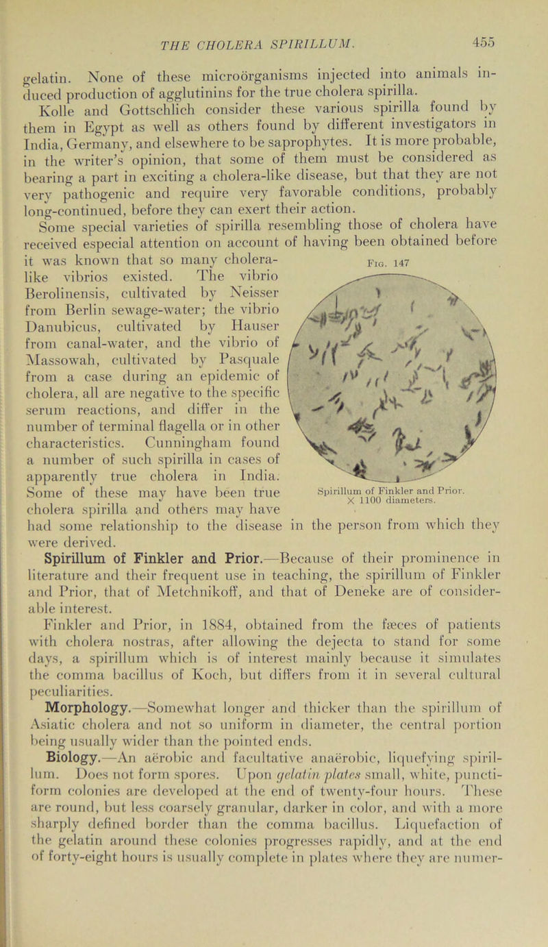 gelatin. None of these microorganisms injected into animals in- duced production of agglutinins for the true cholera spirilla. Ivolle and Gottschlich consider these various spirilla found by them in Egypt as well as others found by different investigators in India, Germany, and elsewhere to be saprophytes. It is more probable, in the writer’s opinion, that some of them must be considered as bearing a part in exciting a cholera-like disease, but that they are not very pathogenic and require very favorable conditions, probably long-continued, before they can exert their action. Some special varieties of spirilla resembling those of cholera have received especial attention on account of having been obtained before it was known that so many cholera- F,0. 147 like vibrios existed. The vibrio Berolinensis, cultivated by Neisser from Berlin sewage-water; the vibrio Danubicus, cultivated by Hauser from canal-water, and the vibrio of Massowah, cultivated by Pasquale from a case during an epidemic of cholera, all are negative to the specific serum reactions, and differ in the number of terminal flagella or in other characteristics. Cunningham found a number of such spirilla in cases of apparently true cholera in India. Some of these may have been true Spirillum of Knkier and Prior. .... / . X 1100 diameters. cholera spirilla and others may have had some relationship to the disease in the person from which they were derived. Spirillum of Finkler and Prior.—Because of their prominence in literature and their frequent use in teaching, the spirillum of Finkler and Prior, that of Metehnikoff, and that of Deneke are of consider- able interest. Finkler and Prior, in 1884, obtained from the faeces of patients with cholera nostras, after allowing the dejecta to stand for some days, a spirillum which is of interest mainly because it simulates the comma bacillus of Koch, but differs from it in several cultural peculiarities. Morphology.—Somewhat longer and thicker than the spirillum of Asiatic cholera and not so uniform in diameter, the central portion being usually wider than the pointed ends. Biology.—An aerobic and facultative anaerobic, liquefying spiril- lum. Does not form spores. Upon gelatin platen small, white, puncti- forrn colonies are developed at the end of twenty-four hours. These are round, but less coarsely granular, darker in color, and with a more sharply defined border than the comma bacillus. Liquefaction of the gelatin around these colonies progresses rapidly, and at the end of forty-eight hours is usually complete in plates where they are numer-