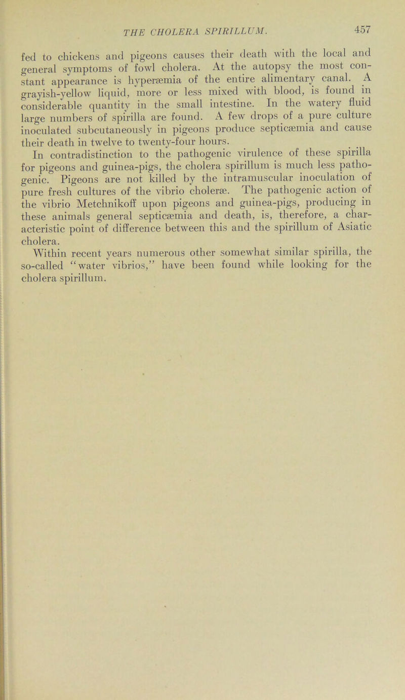 fed to chickens and pigeons causes their death with the local and general symptoms of fowl cholera. At the autopsy the most con- stant appearance is hypersemia of the entire alimentary canal. A grayish-yellow liquid, more or less mixed with blood, is found in considerable quantity in the small intestine. In the watery fluid large numbers of spirilla are found. A few drops of a pure culture inoculated subcutaneously in pigeons produce septicaemia and cause their death in twelve to twenty-four hours. In contradistinction to the pathogenic virulence of these spirilla for pigeons and guinea-pigs, the cholera spirillum is much less patho- genic. Pigeons are not killed by the intramuscular inoculation of pure fresh cultures of the vibrio cholerse. The pathogenic action of the vibrio Metchnikoff upon pigeons and guinea-pigs, producing in these animals general septicaemia and death, is, therefore, a char- acteristic point of difference between this and the spirillum of Asiatic cholera. Within recent years numerous other somewhat similar spirilla, the so-called “water vibrios,” have been found while looking for the cholera spirillum.