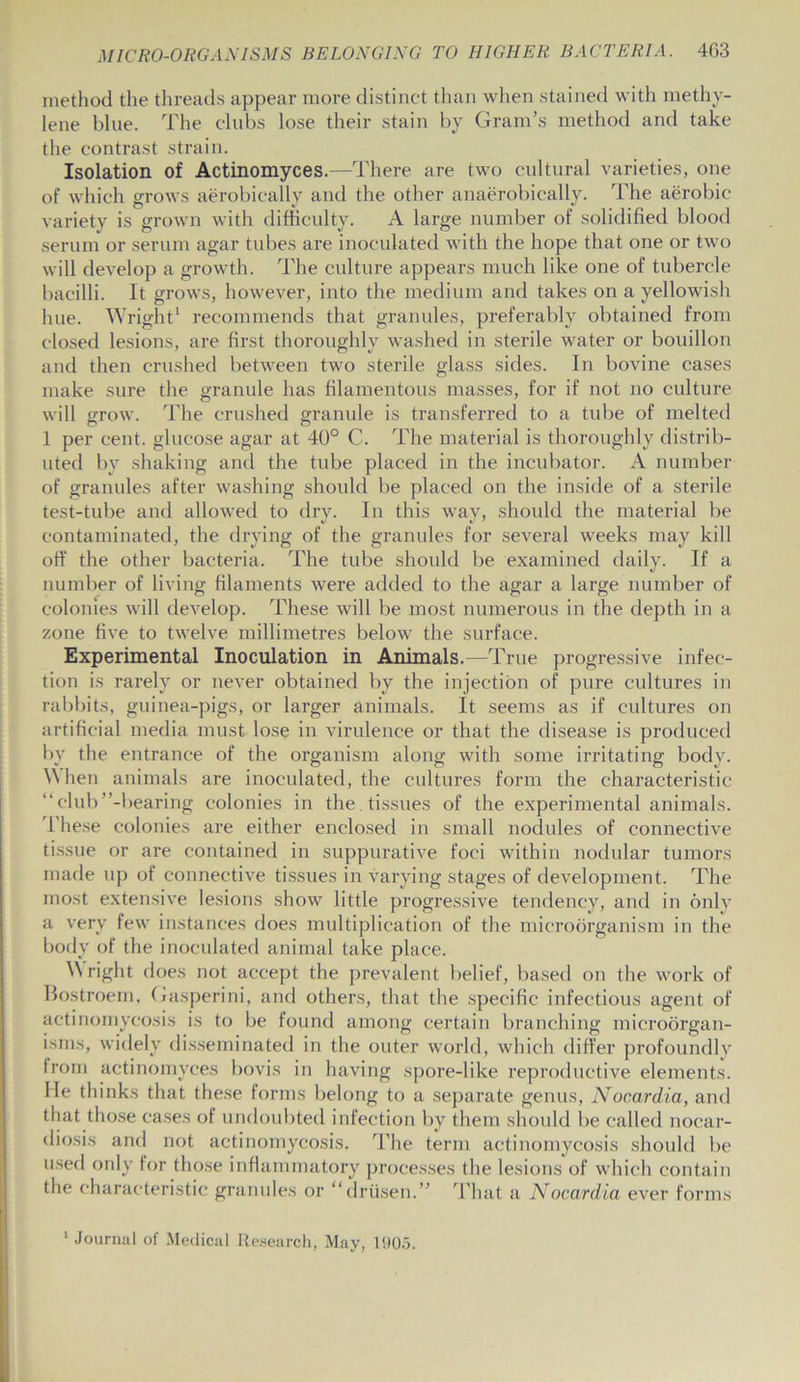 method the threads appear more distinct than when stained with methy- lene blue. The clubs lose their stain by Gram’s method and take the contrast strain. Isolation of Actinomyces.—There are two cultural varieties, one of which grows aerobically and the other anaerobically. The aerobic variety is grown with difficulty. A large number of solidified blood serum or serum agar tubes are inoculated with the hope that one or two will develop a growth. The culture appears much like one of tubercle bacilli. It grows, however, into the medium and takes on a yellowish hue. Wright1 recommends that granules, preferably obtained from closed lesions, are first thoroughly washed in sterile water or bouillon and then crushed between two sterile glass sides. In bovine cases make sure the granule has filamentous masses, for if not no culture will grow. The crushed granule is transferred to a tube of melted 1 per cent, glucose agar at 40° C. The material is thoroughly distrib- uted bv shaking and the tube placed in the incubator. A number of granules after washing should be placed on the inside of a sterile test-tube and allowed to dry. In this way, should the material be contaminated, the drying of the granules for several weeks may kill off the other bacteria. The tube should be examined daily. If a number of living filaments were added to the agar a large number of colonies will develop. These will be most numerous in the depth in a zone five to twelve millimetres below the surface. Experimental Inoculation in Animals.—True progressive infec- tion is rarely or never obtained by the injection of pure cultures in rabbits, guinea-pigs, or larger animals. It seems as if cultures on artificial media must lose in virulence or that the disease is produced by the entrance of the organism along with some irritating body. A hen animals are inoculated, the cultures form the characteristic “ club ’’-bearing colonies in the . tissues of the experimental animals. 1'hese colonies are either enclosed in small nodules of connective tissue or are contained in suppurative foci within nodular tumors made up of connective tissues in varying stages of development. The most extensive lesions show little progressive tendency, and in only a very few instances does multiplication of the microorganism in the body of the inoculated animal take place. Wright does not accept the prevalent belief, based on the work of Bostroem, Gasperini, and others, that the specific infectious agent of actinomycosis is to be found among certain branching microorgan- isms, widely disseminated in the outer world, which differ profoundly from actinomyces bovis in having spore-like reproductive elements. He thinks that these forms belong to a separate genus, Nocardia, and that those cases of undoubted infection by them should be called nocar- diosis and not actinomycosis. ’The term actinomycosis should be used only lor those inflammatory processes the lesions of which contain the characteristic granules or “driisen.” That a Nocardia ever forms 1 Journal of Medical Research, May, 1905.