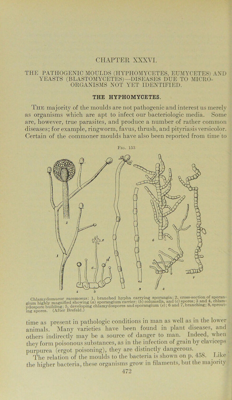 CHAPTER XXXVI. THE PATHOGENIC MOULDS (HYPHOMYCETES, EUMYCETES) AND YEASTS (BLASTOMYCETES)—DISEASES DUE TO MICRO- ORGANISMS NOT YET IDENTIFIED. THE HYPHOMYCETES. The majority of the moulds are not pathogenic and interest us merely as organisms which are apt to infect our bacteriologic media. Some are, however, true parasites, and produce a number of rather common diseases; for example, ringworm, favus, thrush, and pityriasis versicolor. Certain of the commoner moulds have also been reported from time to Fig. 153 Chlamydomucor racemosus: 1, branched hypha carrying sporangia; 2, cross-section of sporan- trium highly magnified showing (a) sporangium carrier; (6) columella, and (c) spores; 3 and 4, chlam- ydospore building; 5, developing chlamydospores and sporangium (e); 6 and / .branching; S, sprout- ing spores. (After Brefeld.) time as present in pathologic conditions in man as well as in the lower animals. Many varieties have been found in plant diseases, and others indirectly may be a source of danger to man. Indeed, when they form poisonous substances, as in the infection of grain by claviceps purpurea (ergot poisoning), they are distinctly dangerous. ^ J The relation of the moulds to the bacteria is shown on p. 458. Like the higher bacteria, these organisms grow in filaments, but the majority