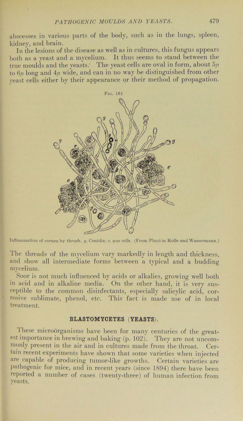 abscesses in various parts of the body, such as in the lungs, spleen, kidney, and brain. In the lesions of the disease as well as in cultures, this fungus appears both as a yeast and a mycelium. It thus seems to stand between the true moulds and the yeasts.- The yeast cells are oval in form, about 5fi to 6/i long and 4ju wide, and can in no way be distinguished from other veast cells either by their appearance or their method of propagation. Fig. 161 Inflammation of cornea by thrush, g. Conidia; e. pus cells. (From Plautin Kolle and Wassermann.) The threads of the mycelium vary markedly in length and thickness, and show all intermediate forms between a typical and a budding mycelium. Soor is not much influenced by acids or alkalies, growing well both in acid and in alkaline media. On the other hand, it is very sus- ceptible to the common disinfectants, especially salicylic acid, cor- rosive sublimate, phenol, etc. This fact is made use of in local treatment. BLASTOMYCETES (YEASTS). 1 hese microorganisms have been for many centuries of the great- est importance in brewing and baking (p. 102). They are not uncom- monly present in the air and in cultures made from the throat. Cer- tain recent experiments have shown that some varieties when injected are capable of producing tumor-like growths. Certain varieties are pathogenic for mice, and in recent years (since 1894) there have been reported a number of cases (twenty-three) of human infection from yeasts.