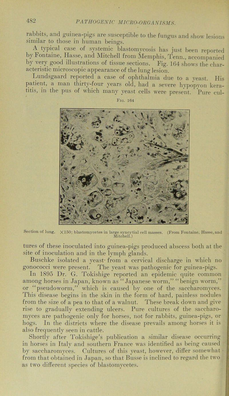 4S2 rabbits, and guinea-pigs are susceptible to the fungus and show lesions similar to those in human being's o ^ topical case of systemic blastomycosis has just been reported b> Fontaine, Ilasse, and Mitchell from iVIemphis, Tenn., accompanied by very good illustrations of tissue sections. Fig. 104 shows the char- acteristic microscopic appearance of the lung lesion. Lundsgaard reported a case of ophthalmia due to a yeast. His patient, a man thirty-four years old, had a severe hypopvon kera- titis, in the pus of which many yeast cells were present. Pure cul- Fig. 164 Section of lung. X150; blastomycetes in large syncytial cell masses. (From Fontaine, Hasse, and Mitchell.) tures of these inoculated into guinea-pigs produced abscess both at the site of inoculation and in the lymph glands. Buschke isolated a yeast- from a cervical discharge in which no gonococci were present. The yeast was pathogenic for guinea-pigs. In 1895 Dr. G. Tokishige reported an epidemic quite common among horses in Japan, known as “Japanese worm,” “benign worm,” or “pseudoworm,” which is caused by one of the saccharomyces. This disease begins in the skin in the form of hard, painless nodules from the size of a pea to that of a walnut. These break down and give rise to gradually extending ulcers. Pure cultures of the saccharo- myces are pathogenic only for horses, not for rabbits, guinea-pigs, or hogs. In the districts where the disease prevails among horses it is also frequently seen in cattle. Shortly after Tokishige’s publication a similar disease occurring in horses in Italy and southern France was identified as being caused by saccharomyces. Cultures of this yeast, however, differ somewhat * from that obtained in Japan, so that Busse is inclined to regard the two as two different species of blastomycetes.