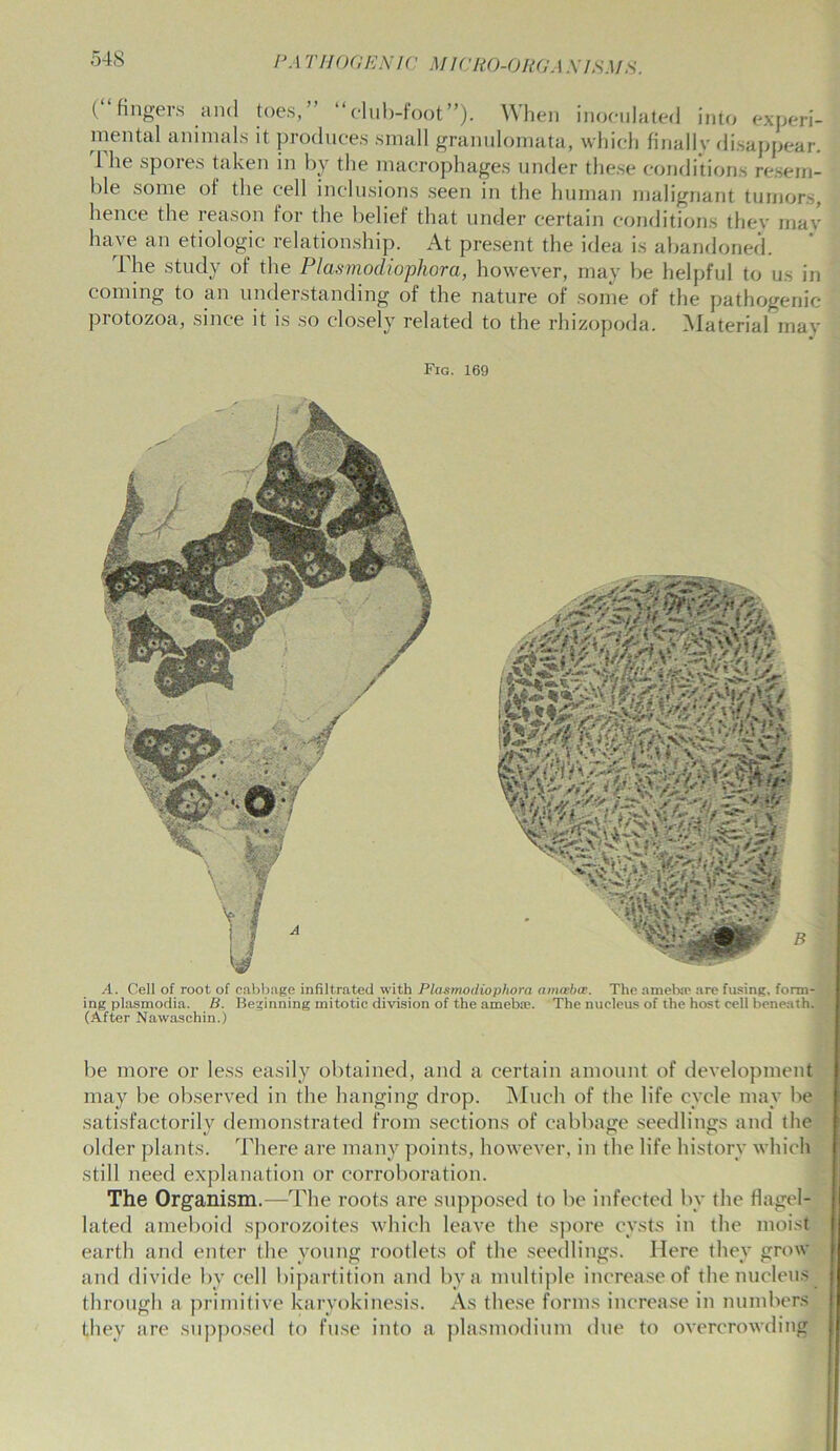 l‘.\TH0GEN1C MICRO-ORGANISMS. ( fingeis and toes, club-foot ). When inoculated into experi- mental animals it produces small granulomata, which finallv disappear. 1 he spoies taken in by the macrophages under these conditions resem- ble some of the cell inclusions seen in the human malignant tumors, hence the reason for the belief that under certain conditions they may have an etiologic relationship. At present the idea is abandoned. The study of the Plasmodiophora, however, may be helpful to us in coming to an understanding of the nature of some of the pathogenic protozoa, since it is so closely related to the rhizopoda. Material may Fig. 169 A. Cell of root of cabbage infiltrated with Plasmodiophora amaebce. The amebic are fusing, form- ing plasmodia. B. Beginning mitotic division of the ameb*. The nucleus of the host cell beneath. (After Nawaschin.) be more or less easily obtained, and a certain amount of development may be observed in the hanging drop. Much of the life cycle may be satisfactorily demonstrated from sections of cabbage seedlings and the older plants. There are many points, however, in the life history which still need explanation or corroboration. The Organism.—The roots are supposed to be infected by the flagel- lated ameboid sporozoites which leave the spore cysts in the moist earth and enter the young rootlets of the seedlings. Here they grow and divide by cell bipartition and by a multiple increase of the nucleus I through a primitive karyokinesis. As these forms increase in numbers they are supposed to fuse into a plasmodium due to overcrowding