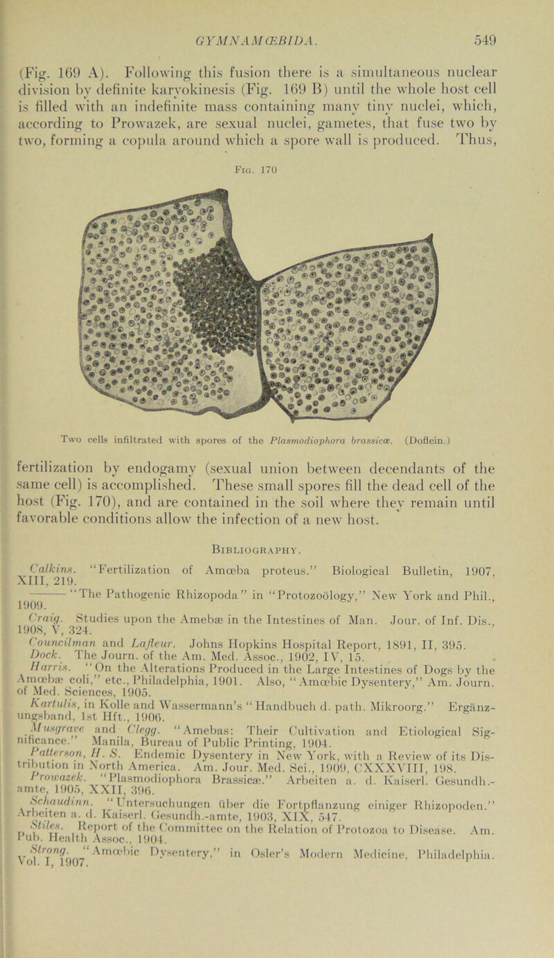 (Fig. 169 A). Following this fusion there is a simultaneous nuclear division by definite karyokinesis (Fig. 169 B) until the whole host cell is filled with an indefinite mass containing many tiny nuclei, which, according to Prowazek, are sexual nuclei, gametes, that fuse two by two, forming a copula around which a spore wall is produced. Thus, Fig. 170 Two cells infiltrated with spores of the Plasmodiophora brassicce. (Doflein.) fertilization by endogamy (sexual union between deeendants of the same cell) is accomplished. These small spores fill the dead cell of the host (Fig. 170), and are contained in the soil where they remain until favorable conditions allow the infection of a new host. Bibliography. Calkins. “Fertilization of Amoeba proteus.” XIII, 219. Biological Bulletin, 1907, — “The Pathogenic Rhizopoda” in “Protozoology,” New York and Phil., ( raig. Studies upon the Amebse in the Intestines of Man. Jour, of Inf. Dis., 1908, V, 324. Councilman and Lafleur. Johns Hopkins Hospital Report, 1891, II, 395. Dock. The Journ. of the Am. Med. Assoc., 1902, IV, 15. Harris. “ On the Alterations Produced in the Large Intestines of Dogs by the Amoeba; coli,” etc., Philadelphia, 1901. Also, “ Amoebic Dysentery,” Am. Journ. of Med. Sciences, 1905. Kartulis, in Kolle and Wassermann’s “ Handbuch d. path. Mikroorg.” Erganz- ungsband, 1st Hft., 1906. Musgrave and Clegg. “Amebas: Their Cultivation and Etiological Sig- nificance.” Manila, Bureau of Public Printing, 1904. Patterson, H. S. Endemic Dysentery in New York, with a Review of its Dis- tribution in North America. Am. Jour. Med. Sci., 1909, CXXXVIII, 198. riowazek. ‘Plasmodiophora Brassica;.” Arbeiten a. d. Kaiserl. Gesundh.- amte, 1905, XXII, 396. Schaudinn. “ Untersuchungen fiber die Fortpflanzung einiger Rhizopoden.” Arbeiten a. d. Kaiserl. Gesundh.-amte, 1903, XIX, 547. n , (f** Report of the Committee on the Relation of Protozoa to Disease. Am. Pub. Health Assoc.. 1904. Strong.  Amcehic Dysentery,” in Osier’s Modern Medicine, Philadelphia. Vol. I, 1907. 1