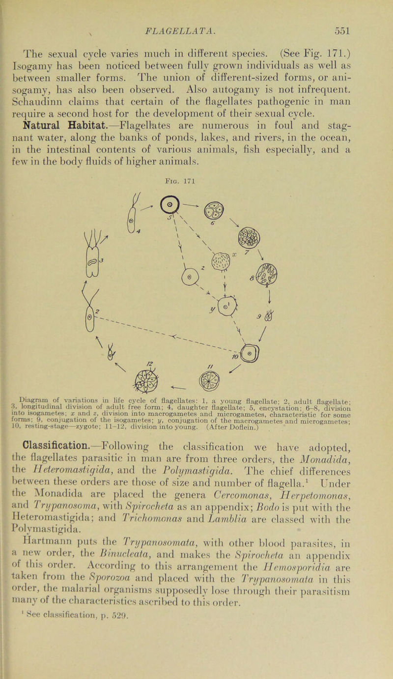 The sexual cycle varies much in different species. (See Fig. 171.) Isogamy has been noticed between fully grown individuals as well as between smaller forms. The union of different-sized forms, or ani- sogamy, has also been observed. Also autogamy is not infrequent. Schaudinn claims that certain of the flagellates pathogenic in man require a second host for the development of their sexual cycle. Natural Habitat.—Flagellates are numerous in foul and stag- nant water, along the banks of ponds, lakes, and rivers, in the ocean, in the intestinal contents of various animals, fish especially, and a few in the body fluids of higher animals. Fig. 171 Diagram of variations in life cycle of flagellates: 1, a young flagellate: 2, adult flagellate- 3, longitudinal division of adult free form; 4, daughter flagellate; 5, encystation: 6-8, division into isogametes: x and z, division into macrogametes and microgametes, characteristic for some forms; 9, conjugation of the isogametes; y, conjugation of the macrogametes and microgametes; 10, resting-stage—zygote; 11-12, division into young. (After Doflein.) Classification.—Following the classification we have adopted, the flagellates parasitic in man are from three orders, the Monadida, the IIeteromastigida, and the Polyyiastigida. The chief differences between these orders are those of size and number of flagella.1 Under the Monadida are placed the genera Cercomonas, Herpetomonas, and 7 rypanosoma, with Spirocheta as an appendix; Bodo is put with the Heteromastigida; and Trichomonas and Lamblia are classed with the Polvmastigida. Hartmann puts the 7 rypanosomata, with other blood parasites, in a new order, the Binucleata, and makes the Spirocheta an appendix ot this order. According to this arrangement the IIemosporidia are taken from the Sporozoa and placed with the Trypanosomata in this order, the malarial organisms supposedly lose through their parasitism many of the characteristics ascribed to this order. 1 See classification, p. 529.