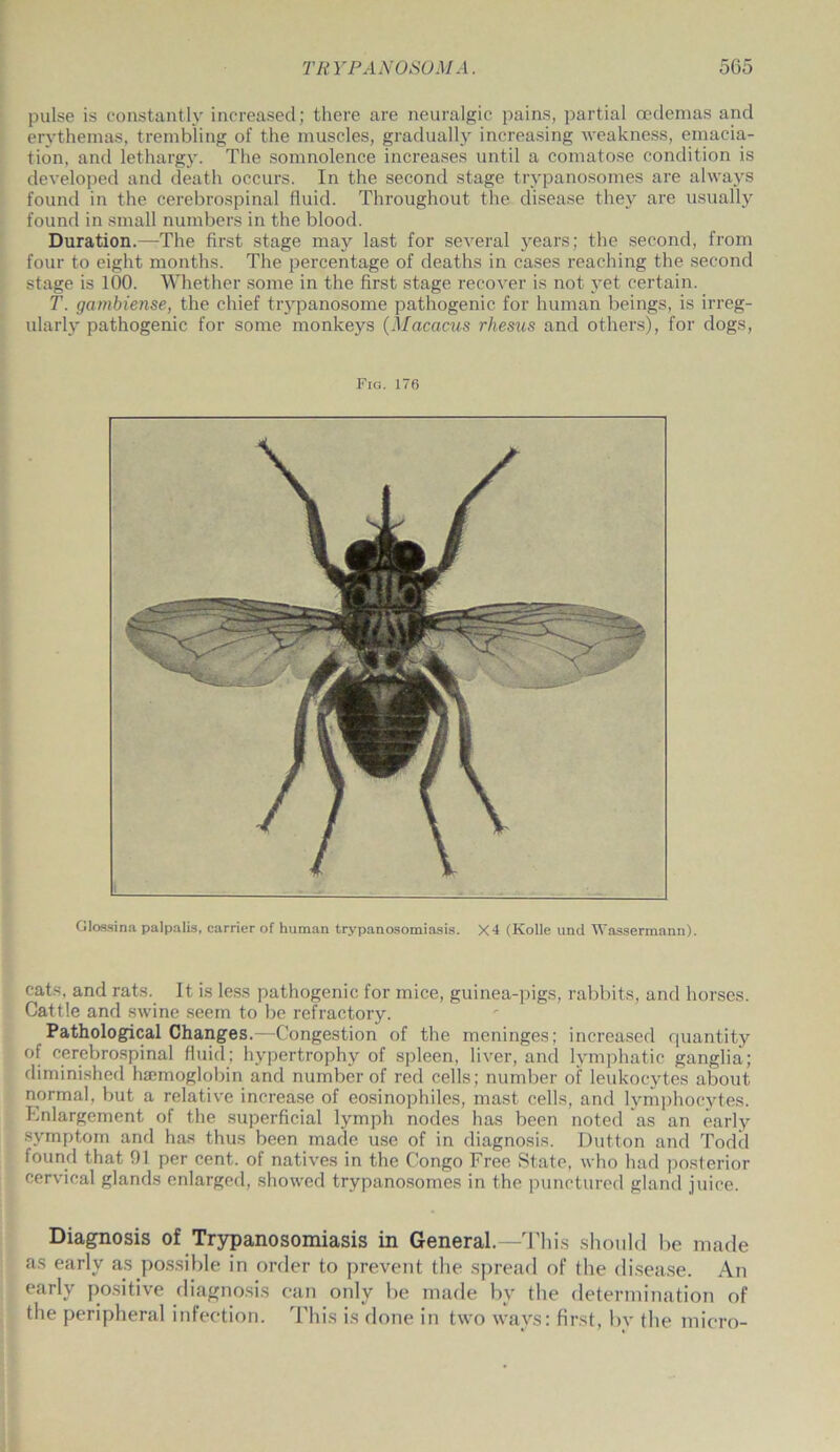 pulse is constantly increased; there are neuralgic pains, partial oedemas and erythemas, trembling of the muscles, gradually increasing weakness, emacia- tion, and lethargy. The somnolence increases until a comatose condition is developed and death occurs. In the second stage trypanosomes are always found in the cerebrospinal fluid. Throughout the disease they are usually found in small numbers in the blood. Duration.—The first stage may last for several years; the second, from four to eight months. The percentage of deaths in cases reaching the second stage is 100. Whether some in the first stage recover is not yet certain. T. gambiense, the chief trypanosome pathogenic for human beings, is irreg- ularly pathogenic for some monkeys (Macacus rhesus and others), for dogs, Fig. 176 Glossina palpalis, carrier of human trypanosomiasis. X4 (Kolle und Wassermann). cats, and rats. It is less pathogenic for mice, guinea-pigs, rabbits, and horses. Cattle and swine seem to be refractory. Pathological Changes.—Congestion of the meninges; increased quantity of cerebrospinal fluid; hypertrophy of spleen, liver, and lymphatic ganglia; diminished haemoglobin and number of red cells; number of leukocytes about normal, but a relative increase of eosinophiles, mast cells, and lymphocytes. Enlargement of the superficial lymph nodes has been noted as an early symptom and has thus been made use of in diagnosis. Dutton and Todd found that 91 per cent, of natives in the Congo Free State, who had posterior cervical glands enlarged, showed trypanosomes in the punctured gland juice. Diagnosis of Trypanosomiasis in General.—This should be made as early as possible in order to prevent the spread of the disease. An early positive diagnosis can only be made by the determination of the peripheral infection. This is done in two ways: first, bv the micro-
