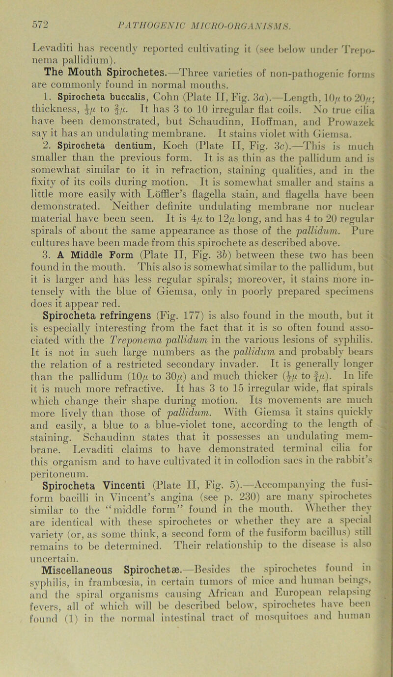•> Levaditi has recently reported cultivating it (see below under Trepo- nema pallidium). The Mouth Spirochetes.—Three varieties of non-pathogenie forms are commonly found in normal mouths. 1. Spirocheta buccalis, Cohn (Plate II, Fig. 3a).—Length, 10// to 20//; thickness, %/j. to §//. It has 3 to 10 irregular flat coils. No true cilia have been demonstrated, but Schaudinn, Hoffman, and Prowazek say it has an undulating membrane. It stains violet with Giemsa. 2. Spirocheta dentium, Koch (Plate II, Fig. 3c).—This is much smaller than the previous form. It is as thin as the pallidum and is somewhat similar to it in refraction, staining qualities, and in the fixity of its coils during motion. It is somewhat smaller and stains a little more easily with Loffler’s flagella stain, and flagella have been demonstrated. Neither definite undulating membrane nor nuclear material have been seen. It is 4// to 12/4 long, and has 4 to 20 regular spirals of about the same appearance as those of the pallidum. Pure cultures have been made from this spirochete as described above. 3. A Middle Form (Plate II, Fig. 3b) between these two has been found in the mouth. This also is somewhat similar to the pallidum, but it is larger and has less regular spirals; moreover, it stains more in- tensely with the blue of Giemsa, only in poorly prepared specimens does it appear red. Spirocheta refringens (Fig. 177) is also found in the mouth, but it is especially interesting from the fact that it is so often found asso- ciated with the Treponema pallidum in the various lesions of syphilis. It is not in such large numbers as the pallidum and probably bears the relation of a restricted secondary invader. It is generally longer than the pallidum (10// to 30//) and much thicker (^/t to f«). In life it is much more refractive. It has 3 to 15 irregular wide, flat spirals which change their shape during motion. Its movements are much more lively than those of pallidum. With Giemsa it stains quickly and easily, a blue to a blue-violet tone, according to the length of staining. Schaudinn states that it possesses an undulating mem- brane. Levaditi claims to have demonstrated terminal cilia for this organism and to have cultivated it in collodion sacs in the rabbit’s © peritoneum. Spirocheta Vincenti (Plate II, Fig. 5).—Accompanying the fusi- form bacilli in Vincent’s angina (see p. 230) are many spirochetes similar to the “middle form” found in the mouth. Whether they are identical with these spirochetes or whether they are a special variety (or, as some think', a second form of the fusiform bacillus) still remains to be determined. Their relationship to the disease is also uncertain. Miscellaneous Spirochetse.—Besides the spirochetes found in syphilis, in framboesia, in certain tumors of mice and human beings, and the spiral organisms causing African and European relapsing fevers, all of which will be described below, spirochetes have been found (1) in the normal intestinal tract of mosquitoes and human