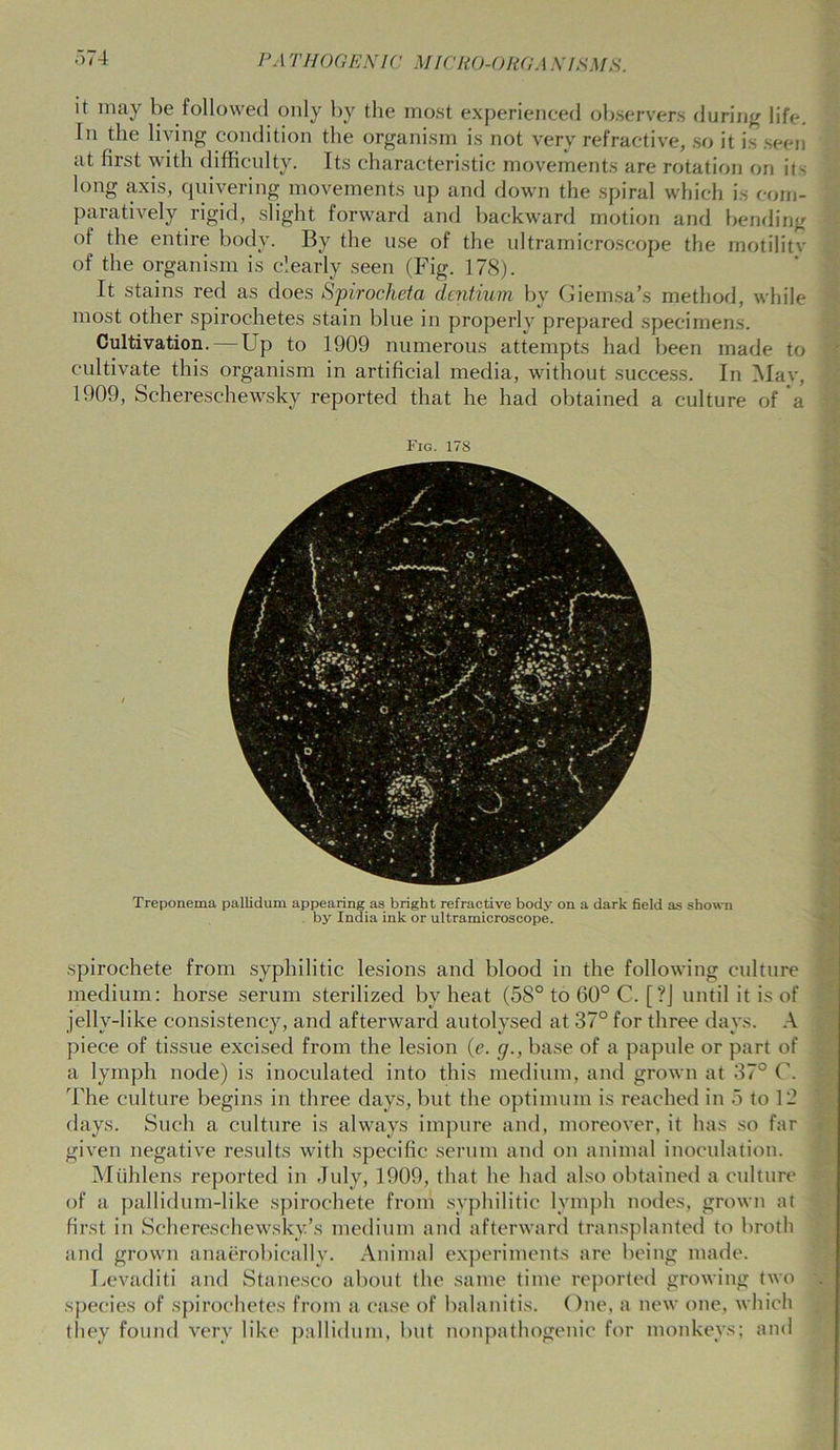 it may be followed only by the most experienced observers during life. In the living condition the organism is not very refractive, so it is seen at first with difficulty. Its characteristic movements are rotation on its long axis, quivering movements up and down the spiral which is com- paratively rigid, slight forward and backward motion and bending of the entire body. By the use of the ultramicroscope the motility of the organism is clearly seen (Fig. 178). It stains red as does Spirocheta dentium by Giemsa’s method, while most other spirochetes stain blue in properly prepared specimens. Cultivation.—Fp to 1909 numerous attempts had been made to cultivate this organism in artificial media, without success. In May, 1909, Schereschewsky reported that he had obtained a culture of a Fig. 17S Treponema pallidum appearing as bright refractive body on a dark field as shown by India ink or ultramicroscope. spirochete from syphilitic lesions and blood in the following culture medium: horse serum sterilized bv heat (58° to 60° C. [?] until it is of jelly-like consistency, and afterward autolysed at 37° for three days. A piece of tissue excised from the lesion (e. <7., base of a papule or part of a lymph node) is inoculated into this medium, and grown at 37° C. The culture begins in three days, but the optimum is reached in 5 to 12 days. Such a culture is always impure and, moreover, it has so far given negative results with specific serum and on animal inoculation. Miihlens reported in July, 1909, that he had also obtained a culture of a pallidum-like spirochete from syphilitic lymph nodes, grown at first in Schereschewsky’s medium and afterward transplanted to broth and grown anaerobically. Animal experiments are being made. Levaditi and Stanesco about the same time reported growing two species of spirochetes from a case of balanitis. One, a new one, which (hey found very like pallidum, but nonpathogenie for monkeys; and