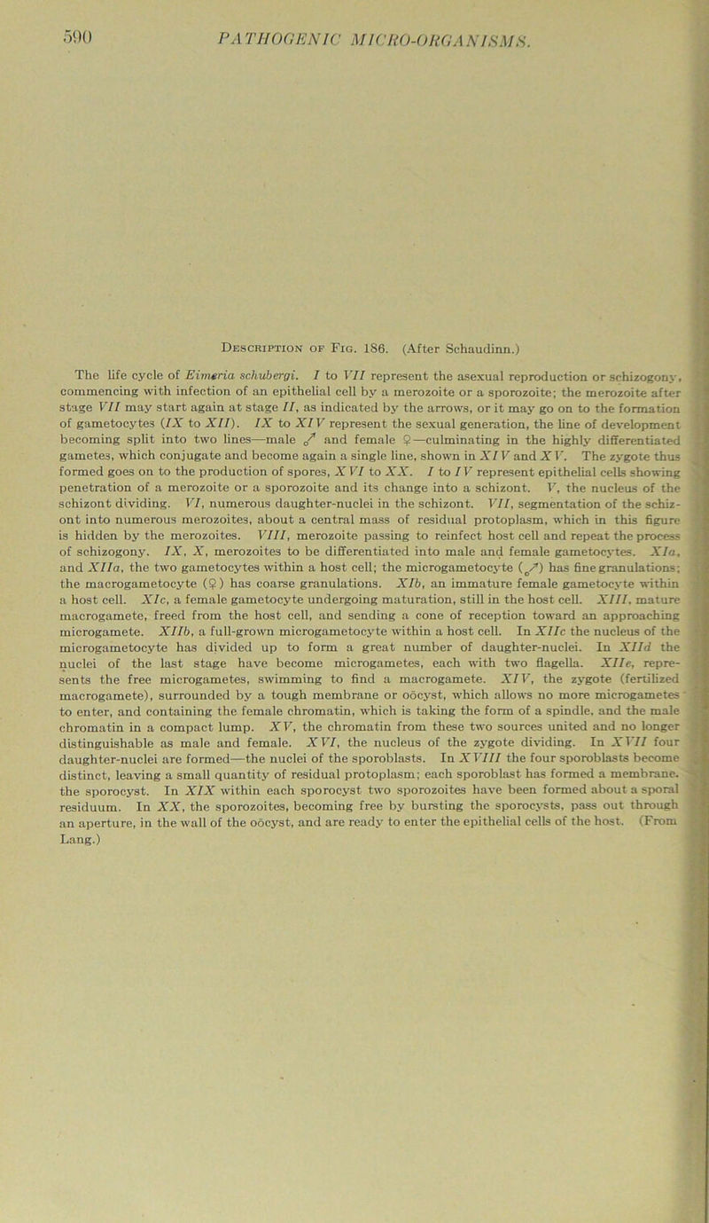 Description of Fig. 186. (After Schaudinn.) The life cycle of Einuria schubergi. I to VII represent the asexual reproduction or schizogony, commencing with infection of an epithelial cell by a merozoite or a sporozoite; the merozoite after stage VII may start again at stage II, as indicated by the arrows, or it may go on to the formation of gametocytes (IX to XII). IX to XIV represent the sexual generation, the line of development becoming split into two lines—male / and female 9—culminating in the highly differentiated gametes, which conjugate and become again a single line, shown in XIV and X V. The zygote thus formed goes on to the production of spores, XVI to XX. I to IV represent epithelial cells showing penetration of a merozoite or a sporozoite and its change into a schizont. V, the nucleus of the schizont dividing. VI, numerous daughter-nuclei in the schizont. VII, segmentation of the sehiz- ont into numerous merozoites, about a central mass of residual protoplasm, which in this figure is hidden by the merozoites. VIII, merozoite passing to reinfect host cell and repeat the process of schizogony. IX, X, merozoites to be differentiated into male and female gametocytes. XIa, and Xlla, the two gametocytes within a host cell; the microgametocyte (c/) has fine granulations: the macrogametocyte (9) has coarse granulations. Xlb, an immature female gametocyte within a host cell. XIc, a female gametocyte undergoing maturation, still in the host cell. XIII, mature macrogamete, freed from the host cell, and sending a cone of reception toward an approaching microgamete. Xllb, a full-grown microgametocyte within a host cell. In XIIc the nucleus of the microgametocyte has divided up to form a great number of daughter-nuclei. In Xlld the nuclei of the last stage have become microgametes, each with two flagella. Xlle, repre- sents the free microgametes, swimming to find a macrogamete. XIV, the zygote (fertilized macrogamete), surrounded by a tough membrane or oocyst, which allows no more microgametes' to enter, and containing the female chromatin, which is taking the form of a spindle, and the male chromatin in a compact lump. XV, the chromatin from these two sources united and no longer distinguishable as male and female. XVI, the nucleus of the zygote dividing. In XVII four daughter-nuclei are formed—the nuclei of the sporoblasts. In XVIII the four sporoblasts become distinct, leaving a small quantity of residual protoplasm; each sporoblast has formed a membrane, the sporocyst. In XIX within each sporocyst two sporozoites have been formed about a sporal residuum. In XX, the sporozoites, becoming free by bursting the sporocysts, pass out through an aperture, in the wall of the oocyst, and are ready to enter the epithelial cells of the host. (From Lang.)