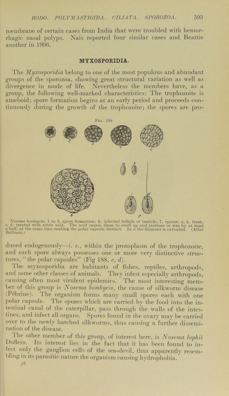 membrane of certain cases from India that were troubled with hemor- rhagic nasal polyps. Nais reported four similar cases and Beattie another in 1906. MYXOSPORIDIA. The Myxosporidia belong to one of the most populous and abundant groups of the sporozoa, showing great structural variation as well as divergence in mode of life. Nevertheless the members have, as a group, the following well-marked characteristics: The trophozoite is ameboid; spore formation begins at an early period and proceeds con- tinuously during the growth of the trophozoite; the spores are pro- Fig. ISS Nosema bombycis: 1 to 5, spore formation; 6, infected follicle of testicle; 7, spores; a, b, fresh; c, d, treated with nitric acid. The acid causes them to swell up and increase in size by at least a half, at the same time making the polar capsule distinct. In d the filament is extruded. (After Balbiani.) duced endogenously—i. e., within the protoplasm of the trophozoite, and each spore always possesses one or more very distinctive struc- tures, “the polar capsules” (Fig 1S8, c, d). The myxosporidia are habitants of fishes, reptiles, arthropods, and some other classes of animals. They infest especially arthropods, causing often most virulent epidemics. The most interesting mem- ber of this group is Nosema bombycis, the cause of silkworm disease (Pebrine). The organism forms many small spores each with one polar capsule. \ he spores which are carried by the food into the in- testinal canal of the caterpillar, pass through the walls of the intes- tines, and infect all organs. Spores found in the ovary may be carried over to the newly hatched silkworms, thus causing a further dissemi- nation of the disease. 1 he other member of this group, of interest here, is Nosema lophii Dofiein. Its interest lies in the fact that it has been found to in- fect only the ganglion cells of the sea-devil, thus apparently resem- bling in its parasitic nature the organism causing hydrophobia. 38