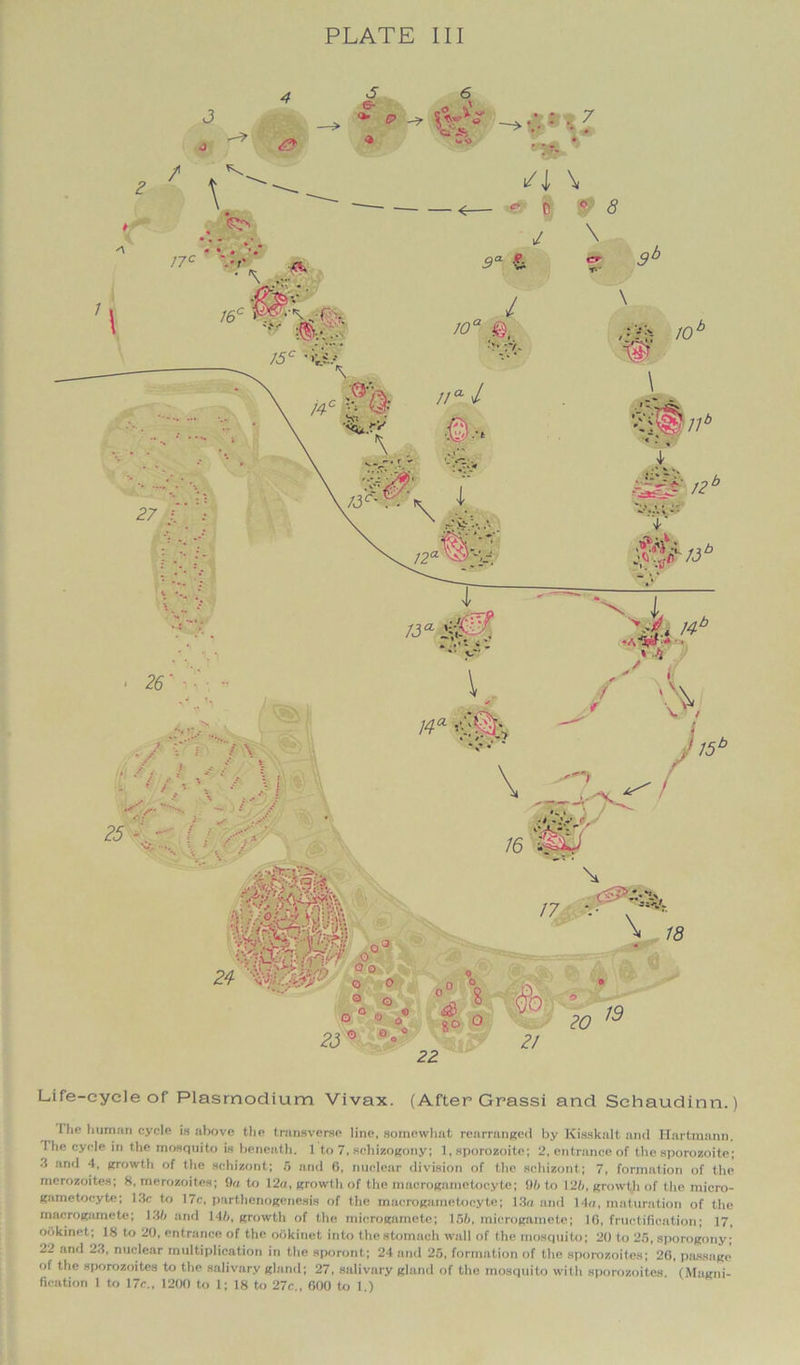 J j 4 & S e- «■ e> 6 C « !•' ^ i *** o c* >- h> <o Life-cycle of Plasmodium Vivax. (After Grassi and Schaudinn.) I he human cycle is above the transverse line, somewhat rearranged by Kiaskolt and Hartmann, The cycle in the mosquito is beneath. 1 to 7, schizogony; 1, sporozoite; 2, entrance of the sporozoite; 3 and 4, growth of the schizont; 5 and 6, nuclear division of the schizont; 7, formation of the merozoites; 8, merozoites; 9a to 12a, growth of the macrogametocyte; 96 to 126, growth of the micro- gametoeyte; 13c to 17c, parthenogenesis of the macrogametocyte; 13a and 14a, maturation of the macrogamete; 136 and 146, growth of the inierognmete; 156, microgamete; 16, fructification; 17, ookinet; 18 to 20, entrance of the ookinet into the stomach wall of the mosquito; 20 to 25, sporogony; 22 and 23, nuclear multiplication in the sporont; 24 and 25, formation of the sporozoites; 26, passage of the sporozoites to the salivary gland; 27, salivary gland of the mosquito with sporozoites. (Magni-