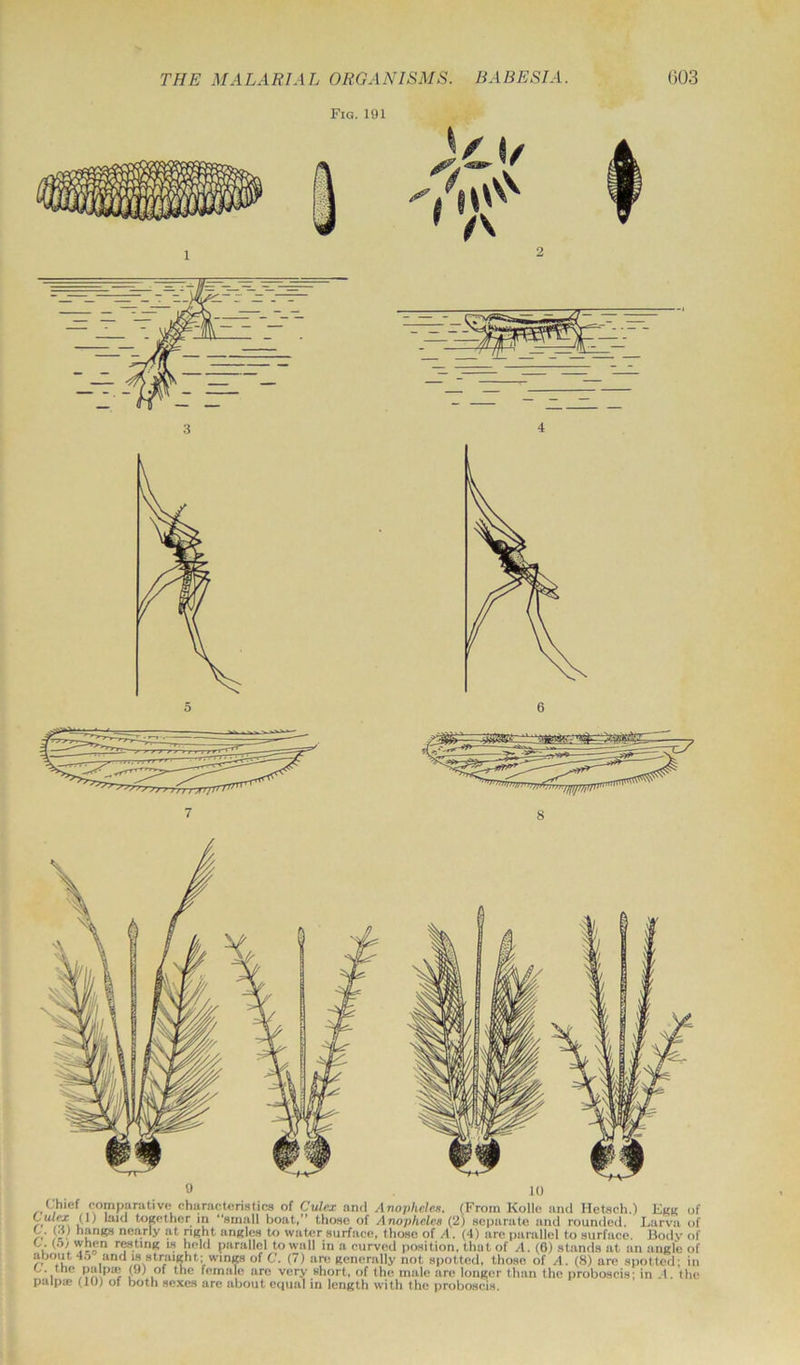 Fig. 191 9 10 Chief comparative characteristics of Culex and Anopheles. (From Kolle and He tech.) E«k of XU hud together in “small boat,” those of Anopheles (2) separate and rounded. Larva of C. (A) hangs nearly at nght angles to water surface, those of A . (4) are parallel to surface. Body of C. (5/when resting is held parallel to wall in a curved position, that of A. (0) stands at an angle of about 45 and is straight; wings of C. (7) are generally not spotted, those of A. (8) are spotted; in C. the palp* (9) of (he female are very short, of the male are longer than the proboscis; in A. the palp* (1U) of both sexes are about equal in length with the proboscis.