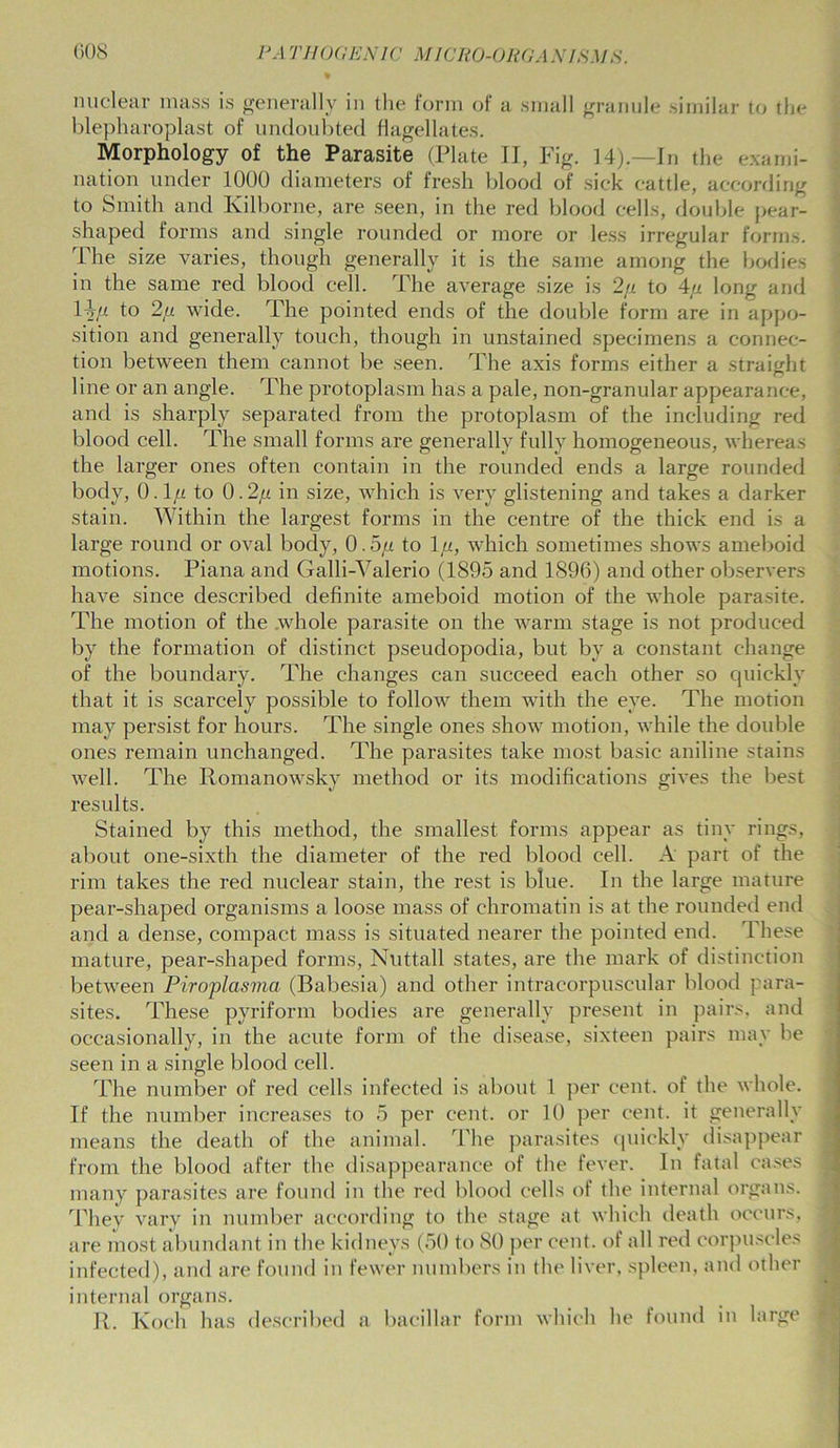 nuclear mass is generally in the form of a small granule similar to the blepharoplast of undoubted flagellates. Morphology of the Parasite (Plate II, Fig. 14).—In the exami- nation under 1000 diameters of fresh blood of sick cattle, according to Smith and Kilborne, are seen, in the red blood cells, double pear- shaped forms and single rounded or more or less irregular forms. The size varies, though generally it is the same among the bodies in the same red blood cell. The average size is 2// to 4ji long and 1 -Vy t° -!L wide. The pointed ends of the double form are in appo- sition and generally touch, though in unstained specimens a connec- tion between them cannot be seen. The axis forms either a straight line or an angle. The protoplasm has a pale, non-granular appearance, and is sharply separated from the protoplasm of the including red blood cell. The small forms are generally fully homogeneous, whereas the larger ones often contain in the rounded ends a large rounded body, 0.1/t to 0.2p in size, which is very glistening and takes a darker stain. Within the largest forms in the centre of the thick end is a large round or oval body, 0.5,« to 1 [i, which sometimes shows ameboid motions. Piana and Galli-Valerio (1895 and 1896) and other observers have since described definite ameboid motion of the whole parasite. The motion of the whole parasite on the warm stage is not produced by the formation of distinct pseudopodia, but by a constant change of the boundary. The changes can succeed each other so quickly that it is scarcely possible to follow them with the eye. The motion may persist for hours. The single ones show motion, while the double ones remain unchanged. The parasites take most basic aniline stains well. The Romanowsky method or its modifications gives the best results. Stained by this method, the smallest forms appear as tiny rings, about one-sixth the diameter of the red blood cell. A part of the rim takes the red nuclear stain, the rest is blue. In the large mature pear-shaped organisms a loose mass of chromatin is at the rounded end and a dense, compact mass is situated nearer the pointed end. These mature, pear-shaped forms, Nuttall states, are the mark of distinction between Piroplasma (Babesia) and other intracorpuscular blood para- sites. These pyriform bodies are generally present in pairs, and occasionally, in the acute form of the disease, sixteen pairs may be seen in a single blood cell. The number of red cells infected is about 1 per cent, of the whole. If the number increases to 5 per cent, or 10 per cent, it generally means the death of the animal. The parasites quickly disappear from the blood after the disappearance of the fever. In fatal cases many parasites are found in the red blood cells of the internal organs. They vary in number according to the stage at which death occurs, are most abundant in the kidneys (50 to 80 per cent, of all red corpuscles infected), and are found in fewer numbers in the liver, spleen, and other internal organs. R. Koch has described a bacillar form which he found in large