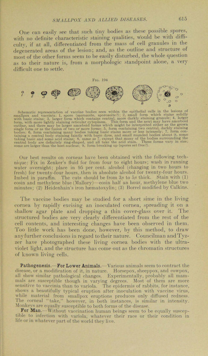 One can easily see that such tiny bodies as these possible spores, with no definite characteristic staining qualities, would be with diffi- culty, if at all, differentiated from the mass of cell granules in the degenerated areas of the lesion; and, as the outline and structuie of most of the other forms seem to be easily disturbed, the whole question as to their nature is, from a morphologic standpoint alone, a very difficult one to settle. Fig. 194 Schematic representation of vaccine bodies seen within the epithelial cells in the lesions of smallpox and vaccinia: 1, spore (merozoite, sporozoite?); 2, small form which stains solidly with basic stains; 3, larger form which contains central, more darkly staining granule; 4, larger form, with more lightly staining reticular cytoplasm. This form and the next may have amoeboid outline, and there may be larger amoeboid forms wh'ch might be interpreted either as the grown single form or as the fusion of two of more forms; 5, form containing two central, darkly staining bodies; 6, form containing many bodies taking basic stains more or less intensely; 7, form con- taining a central body staining faintly with basic dyes, and small rounded bodies about it, some taking basic and some acid stains; 8, same as 7, except that many ol the bodies surrounding the central body are definitely ring-shaped, and all take the acid stain. These forms vary in size; some are larger than the host nucleus; 9, form breaking up (spores set free?). Our best results on corneas have been obtained with the following tech- nique: Fix in Zenker’s fluid for from four to eight hours; wash in running water overnight; place in 95 per cent, alcohol (changing in two hours to fresh) for twenty-four hours,.then in absolute alcohol for twenty-four hours. Imbed in paraffin. The cuts should be from 3m to 5m thick. Stain with (1) eosin and methylene blue (Mallory)—eosin half an hour, methylene blue two minutes; (2) Heidenhain’s iron hsematoxylin; (3) Borrel modified by Calkins. The vaccine bodies may be studied for a short sime in the living cornea by rapidly excising an inoculated cornea, spreading it on a shallow agar plate and dropping a thin cover-glass over it. The structured bodies are very clearly differentiated from the rest of the cell contents, and interesting changes have been observed in them. Too little work has been done, however, by this method, to draw any further conclusions in regard to their nature. Councilman andTyz- zer have photographed these living cornea bodies with the ultra- violet light, and the structure has come out as the chromatin structures of known living cells. Pathogenesis.—For Lower Animals.—Various animals seem to contract the disease, or a modification of it, in nature. Horsepox, sheeppox, and cowpox, all show similar pathological changes. Experimentally, probably all mam- mals are susceptible though in varying degrees. Most of them are more sensitive to vaccinia than to variola. The epidermis of rabbits, for instance, shows a beautifully typical eruption after inoculation with vaccine virus, while material from smallpox eruptions produces only diffused redness. The corneal “take,” however, in both instances, is similar in intensity. Monkeys are equally susceptible to both forms of the disease. For Man. Without vaccination human beings seem to be equally suscep- tible to infection with variola, whatever their race or their condition in life or in whatever part of the world they live.