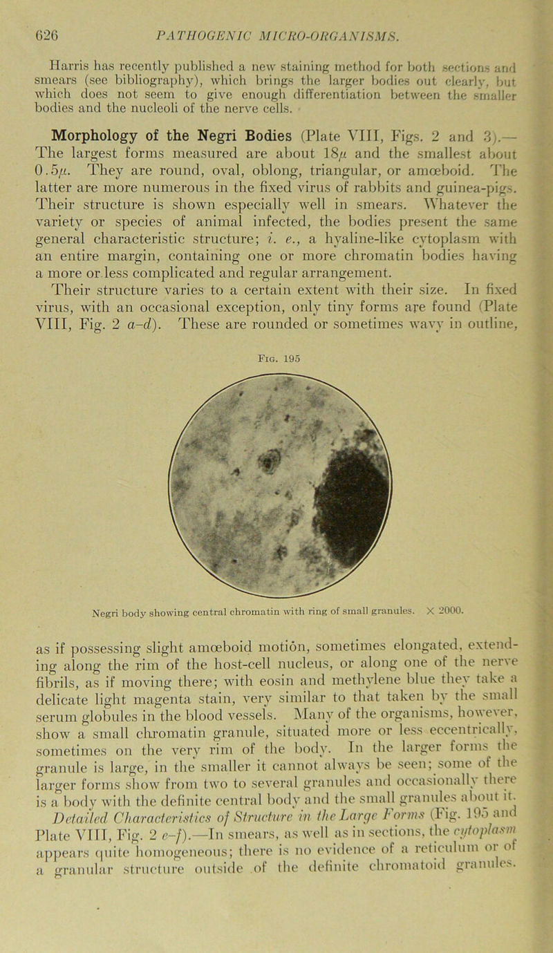 Harris has recently published a new staining method for both sections and smears (see bibliography), which brings the larger bodies out clearly, but which does not seem to give enough differentiation between the smaller bodies and the nucleoli of the nerve cells. Morphology of the Negri Bodies (Plate VIII, Figs. 2 and 3).— The largest forms measured are about 18/a and the smallest about 0.5/n They are round, oval, oblong, triangular, or amoeboid. The latter are more numerous in the fixed virus of rabbits and guinea-pigs. Their structure is shown especially well in smears. Whatever the variety or species of animal infected, the bodies present the same general characteristic structure; i. e., a hyaline-like cytoplasm with an entire margin, containing one or more chromatin bodies having a more or less complicated and regular arrangement. Their structure varies to a certain extent with their size. In fixed virus, with an occasional exception, only tiny forms are found (Plate VIII, Fig. 2 a-d). These are rounded or sometimes wavy in outline, Fig. 195 Negri body showing central chromatin with ring of small granules. X 2000. as if possessing slight amoeboid motion, sometimes elongated, extend- ing along the rim of the host-cell nucleus, or along one of the ner\ e fibrils, as if moving there; with eosin and methylene blue they take a delicate light magenta stain, very similar to that taken by the small serum globules in the blood vessel's. Many of the organisms, ho\\ e\ er. show a small chromatin granule, situated more or less eccentrically, sometimes on the very rim of the body. In the larger forms the granule is large, in the smaller it cannot always be seen; some of tin larger forms show from two to several granules and occasionally there is a body with the definite central body and the small granules about it. Detailed Characteristics of Structure in the Large Forms (Fig. 195 and Plate VIII, Fig. 2 e-f).—In smears, as well as in sections, the cytoplasm appears quite homogeneous; there is no evidence of a reticulum or o a granular structure outside of the definite ehromatoid granules.