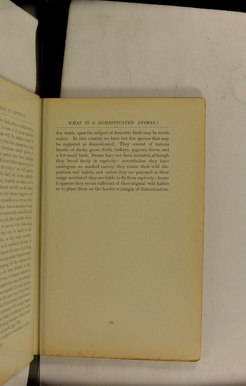 WHAT IS A DOMESTICATED ANIMAL? few words upon the subject of domestic birds may be worth notice. In this country we have but few species that may be regarded as domesticated. They consist of various breeds of ducks, geese, fowls, turkeys, pigeons, doves, and a few small birds. Swans have not been included, although they breed freely in captivity; nevertheless they have undergone no marked variety, they retain their wild dis- position and habits, and unless they are pinioned or their wings mutilated they are liable to fly from captivity; hence it appears they retain sufficient of their original wild habits as to place them on the border or margin of domestication.