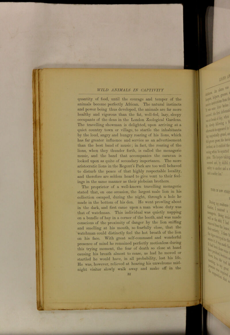 quantity of food, until the courage and temper of the animals become perfectly African. The natural instincts and power being thus developed, the animals are far more healthy and vigorous than the fat, well-fed, lazy, sleepy occupants of the dens in the London Zoological Gardens. The travelling showman is delighted, upon arriving at a quiet country town or village, to startle the inhabitants by the loud, angry and hungry roaring of his lions, which has far greater influence and service as an advertisement than the best band of music; in fact, the roaring of the lions, when they thunder forth, is called the menagerie music, and the band that accompanies the caravan is looked upon as quite of secondary importance. The more aristocratic lions in the Regent’s Park are too well behaved to disturb the peace of that highly respectable locality, and therefore are seldom heard to give vent to their feel- ings in the same manner as their plebeian brothers. The proprietor of a well-known travelling menagerie stated that, on one occasion, the largest male lion in his collection escaped, during the night, through a hole he made in the bottom of his den. He went prowling about in the dark, and first came upon a man whose duty was that of watchman. This individual was quietly napping on a bundle of hay in a corner of the booth, and was made conscious of the proximity of danger by the lion sniffing and smelling at his mouth, so fearfully close, that the watchman could distinctly feel the hot breath of the lion on his face. With great self-command and wonderful presence of mind he remained perfectly motionless during this trying moment, the fear of death so close at hand causing his breath almost to cease, as had he moved 01 startled he would have, in all probability, lost his life. He was, however, relieved at hearing his unwelcome mid- night visitor slowly walk away and make oft in the