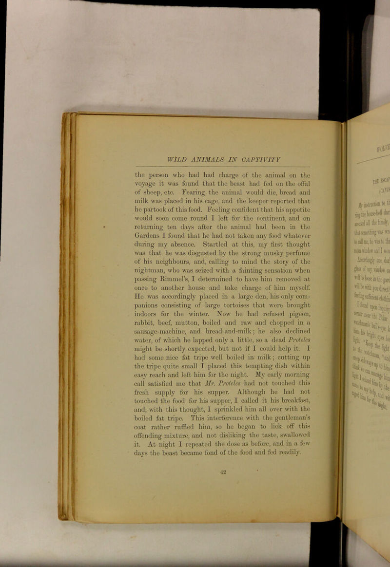 the person who had had charge of the animal on the voyage it was found that the beast had fed on the offal of sheep, etc. Fearing the animal would die, bread and milk was placed in his cage, and the keeper reported that he partook of this food. Feeling confident that his appetite would soon come round I left for the continent, and on returning ten days after the animal had been in the Gardens I found that he had not taken any food whatever during my absence. Startled at this, my first thought was that he was disgusted by the strong musky perfume of his neighbours, and, calling to mind the story of the nightman, who was seized with a fainting sensation when passing Rimmel’s, I determined to have him removed at once to another house and take charge of him myself. He was accordingly placed in a large den, his only com- panions consisting of large tortoises that were brought indoors for the winter. Now he had refused pigeon, rabbit, beef, mutton, boiled and raw and chopped in a sausage-machine, and bread-and-milk; he also declined water, of which he lapped only a little, so a dead Protclcs might be shortly expected, but not if I could help it. I had some nice fat tripe well boiled in milk; cutting up the tripe quite small I placed this tempting dish within easy reach and left him for the night. My early morning call satisfied me that Mr. Protclcs had not touched this fresh supply for his supper. Although he had not touched the food for his supper, I called it his breakfast, and, with this thought, I sprinkled him all over with the boiled fat tripe. This interference with the gentleman's coat rather ruffled him, so he began to lick off this offending mixture, and not disliking the taste, swallowed it. At night I repeated the dose as before, and in a few days the beast became fond of the food and fed readily.