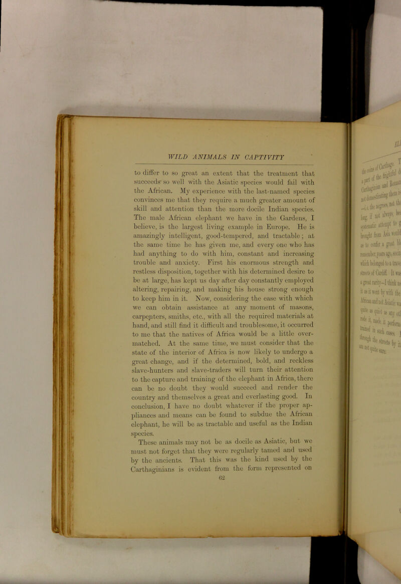 to differ to so great an extent that the treatment that succeeds so well with the Asiatic species would fail with the African. My experience with the last-named species convinces me that they require a much greater amount of skill and attention than the more docile Indian species. The male African elephant we have in the Gardens, I believe, is the largest living example in Europe. He is amazingly intelligent, good-tempered, and tractable ; at the same time he has given me, and every one who has had anything to do Avith him, constant and increasing trouble and anxiety. First his enormous strength and restless disposition, together with his determined desire to be at large, has kept us day after day constantly employed altering, repairing, and making his house strong enough to keep him in it. Now, considering the ease with Avhich we can obtain assistance at any moment of masons, carpenters, smiths, etc., with all the required materials at hand, and still find it difficult and troublesome, it occurred to me that the natives of Africa would be a little over- matched. At the same time, we must consider that the state of the interior of Africa is now likely to undergo a great change, and if the determined, bold, and reckless slave-hunters and slave-traders will turn their attention to the capture and training of the elephant in Africa, there can be no doubt they would succeed and render the country and themselves a great and everlasting good. In conclusion, I have no doubt whatever if the proper ap- pliances and means can be found to subdue the African elephant, he will be as tractable and useful as the Indian species. These animals may not be as docile as Asiatic, but Ave must not forget that they Avere regularly tamed and used by the ancients. That this Avas the kind used by the Carthaginians is evident from the form represented on