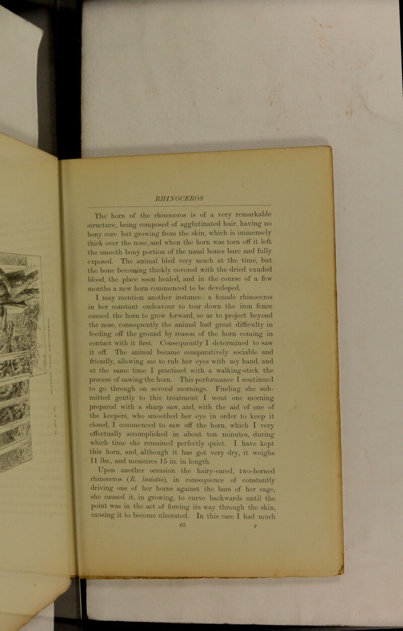 -tMk; M; 5?; RHINOCEROS The horn of the rhinoceros is of a very remarkable structure, being composed of agglutinated hair, having no bony core but growing from the skin, which is immensely thick over the nose, and when the horn was torn oft it left the smooth bony portion of the nasal bones bare and fully exposed. The animal bled very much at the time, but the bone becoming thickly covered with the dried exuded blood, the place soon healed, and in the course of a few months a new horn commenced to be developed. I may mention another instance: a female rhinoceros in her constant endeavour to tear down the iron fence caused the horn to grow forward, so as to project beyond the nose, consequently the animal had great difficult}^ in feeding off' the ground by reason of the horn coming in contact with it first. Consequently I determined to saw it off. The animal became comparatively sociable and friendly, allowing me to rub her eyes with my hand, and at the same time I practised with a walking-stick the process of sawing the horn. This performance I continued to go through on several mornings. Finding she sub- mitted gently to this treatment I went one morning prepared with a sharp saw, and, with the aid of one of the keepers, who smoothed her eye in order to keep it closed, I commenced to saw off the horn, which I very effectually accomplished in about ten minutes, during which time she remained perfectly quiet. I have kept this horn, and, although it has got very dry, it weighs 11 lbs., and measures 15 in. in length. Upon another occasion the hairy-eared, two-horned rhinoceros (R. lasiotis), in consequence of constantly driving one of her horns against the bars of her cage, she caused it, in growing, to curve backwards until the point was in the act of forcing its way through the skin, causing it to become ulcerated. In this case I had much 65 F