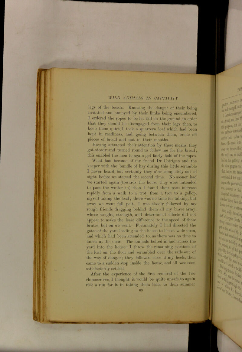 legs of the beasts. Knowing the danger of their being irritated and annoyed by their limbs being encumbered, I ordered the ropes to be let fall on the ground in order that they should be disengaged from their legs, then, to keep them quiet, I took a quartern loaf which had been kept in readiness, and, going between them, broke off pieces of bread and put in their mouths. Having attracted their attention by these means, they got steady and turned round to follow me for the bread; this enabled the men to again get fairly hold of the ropes. What had become of my friend Dr. Corrigan and the keeper with the bundle of hay during this little scramble I never heard, but certainly they Were completely out of sight before we started the second time. No sooner had we started again (towards the house they were intended to pass the winter in) than I found their pace increase rapidly from a walk to a trot, from a trot to a gallop, myself taking the lead ; there was no time for talking, but away we went full pelt. I was closely followed by my rough friends dx-agging behind them all my brave army, whose weight, strength, and determined efforts did not appear to make the least difference to the speed of these brutes, but on we went. Fortunately I had directed the gates of the yard leading to the house to be set wide open, and which had been attended to, as there was no time to knock at the door. The animals bolted in and across the yard into the house; I threw the remaining portions of the loaf on the floor and scrambled over the rails out of the way of danger; they followed close at my heels, then came to a sudden stop inside the house, and all was soon satisfactorily settled. After the experience of the first removal of the two rhinoceroses, I thought it would be quite unsafe to again risk a run for it in taking them back to their summer