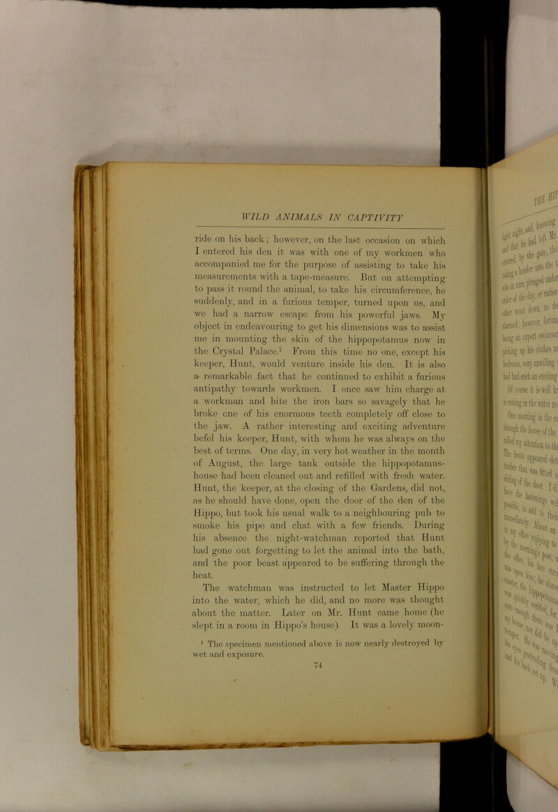 ride on his back; however, on the last occasion on which I entered his den it was with one of my workmen who accompanied me for the purpose of assisting to take his measurements with a tape-measure. But on attempting to pass it round the animal, to take his circumference, he suddenly, and in a furious temper, turned upon us, and we had a narrow escape from his powerful jaws. My object in endeavouring to get his dimensions was to assist me in mounting the skin of the hippopotamus now in the Crystal Palace.1 From this time no one, except his keeper, Hunt, would venture inside his den. It is also ar remarkable fact that he continued to exhibit a furious antipathy towards workmen. I once saw him charge at a workman and bite the iron bars so savagely that he broke one of his enormous teeth completely off close to the jaw. A rather interesting and exciting adventure befel his keeper, Hunt, with whom he was always on the best of terms. One day, in very hot weather in the month of August, the large tank outside the hippopotamus- house had been cleaned out and refilled with fresh water. Hunt, the keeper, at the closing of the Gardens, did not, as he should have done, open the door of the den of the Hippo, but took his usual walk to a neighbouring pub to smoke his pipe and chat with a few friends. During his absence the night-watchman reported that Hunt had gone out forgetting to let the animal into the bath, and the poor beast appeared to be suffering through the heat. The watchman was instructed to let Master Hippo into the water, which he did, and no more was thought about the matter. Later on Mr. Hunt came home (he slept in a room in Hippo’s house). It was a lovely moon- 1 The specimen mentioned above is now nearly destroyed by wet and exposure.