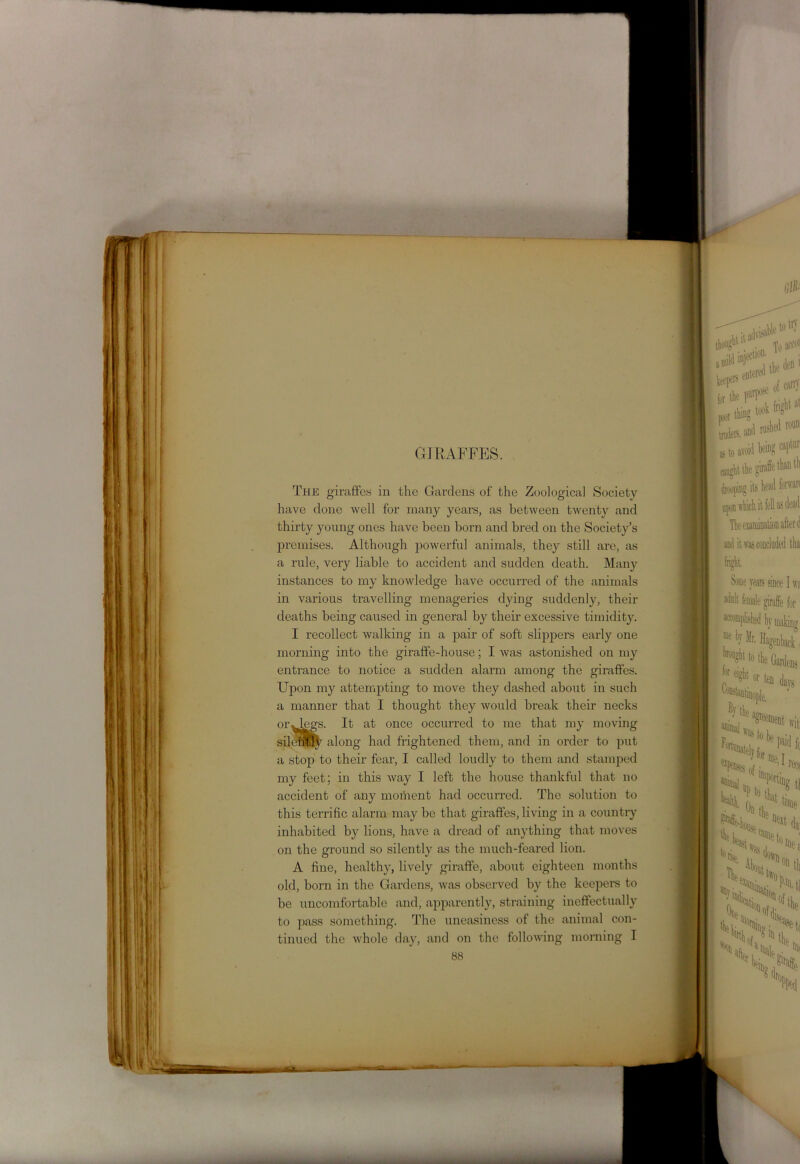 GIRAFFES. The giraffes in the Gardens of the Zoological Society have done well for many years, as between twenty and thirty young ones have been born and bred on the Society’s premises. Although powerful animals, they still are, as a rule, very liable to accident and sudden death. Many instances to my knowledge have occurred of the animals in various travelling menageries dying suddenly, their deaths being caused in general by their excessive timidity. I recollect walking in a pair of soft slippers early one morning into the giraffe-house; I was astonished on my entrance to notice a sudden alarm among the giraffes. Upon my attempting to move they dashed about in such a manner that I thought they would break their necks or^legs. It at once occurred to me that my moving silently along had frightened them, and in order to put a stop to their fear, I called loudly to them and stamped my feet; in this way I left the house thankful that no accident of any moment had occurred. The solution to this terrific alarm may be that giraffes, living in a country inhabited by lions, have a dread of anything that moves on the ground so silently as the much-feared lion. A fine, healthy, lively giraffe, about eighteen months old, born in the Gardens, was observed by the keepers to be uncomfortable and, apparently, straining ineffectually to pass something. The uneasiness of the animal con-