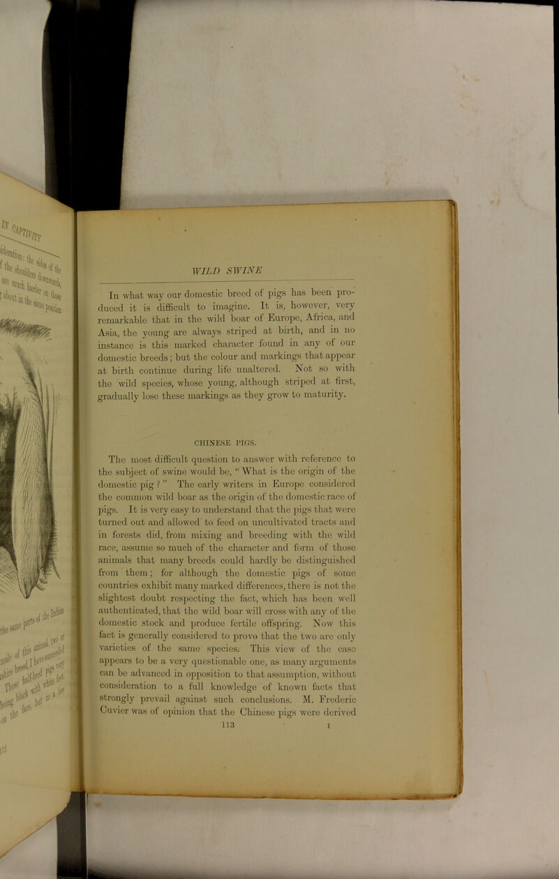 In what way our domestic breed of pigs has been pro- duced it is difficult to imagine. It is, howevei, very remarkable that in the wild boar of Europe, Africa, and Asia, the voung are always striped at birth, and in no instance is this marked character found in any of our domestic breeds; but the colour and markings that appear at birth continue during life unaltered. Not so with the wild species, whose young, although striped at first, gradually lose these markings as they grow to maturity. CHINESE PIGS. The most difficult question to answer with reference to the subject of swine would be, “What is the origin of the domestic pig ? ” The early writers in Europe considered the common wild boar as the origin of the domestic race of pigs. It is very easy to understand that the pigs that were turned out and allowed to feed on uncultivated tracts and in forests did, from mixing and breeding with the wild race, assume so much of the character and form of those animals that many breeds could hardly be distinguished from them; for although the domestic pigs of some countries exhibit many marked differences, there is not the slightest doubt respecting the fact, which has been well authenticated, that the wild boar will cross with any of the domestic stock and produce fertile offspring. Now this fact is generally considered to prove that the two are only varieties of the same species. This view of the case appears to be a very questionable one, as many arguments can be advanced in opposition to that assumption, without consideration to a full knowledge of known facts that strongly prevail against such conclusions. M. Frederic Cuvier was of opinion that the Chinese pigs Avere derived