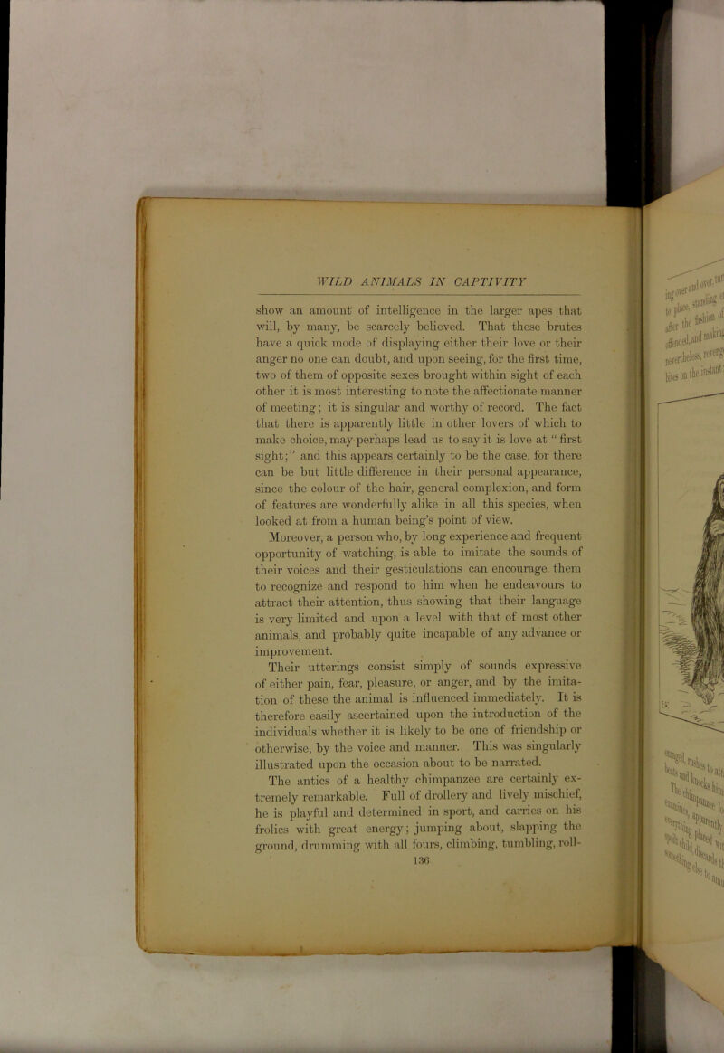 show an amount of intelligence in the larger apes that will, by many, be scarcely believed. That these brutes have a quick mode of displaying either their love or their anger no one can doubt, and upon seeing, for the first time, two of them of opposite sexes brought within sight of each other it is most interesting to note the affectionate manner of meeting; it is singular and worthy of record. The fact that there is apparently little in other lovers of which to make choice, may perhaps lead us to say it is love at “ first sight;” and this appears certainly to be the case, for there can be but little difference in their personal appearance, since the colour of the hair, general complexion, and form of features are wonderfully alike in all this species, when looked at from a human being’s point of view. Moreover, a person who, by long experience and. frequent opportunity of watching, is able to imitate the sounds of their voices and their gesticulations can encourage them to recognize and respond to him when he endeavours to attract their attention, thus showing that their language is very limited and upon a level with that of most other animals, and probably quite incapable of any advance or improvement. Their utterings consist simply of sounds expressive of either pain, fear, pleasure, or anger, and by the imita- tion of these the animal is influenced immediately. It is therefore easily ascertained upon the introduction of the individuals whether it is likely to be one of friendship or otherwise, by the voice and manner. This was singularly illustrated upon the occasion about to be narrated. The antics of a healthy chimpanzee are certainly ex- tremely remarkable. Full of drollery and lively mischief, he is playful and determined in sport, and carries on his frolics with great energy; jumping about, slapping the ground, drumming with all fours, climbing, tumbling, roll-