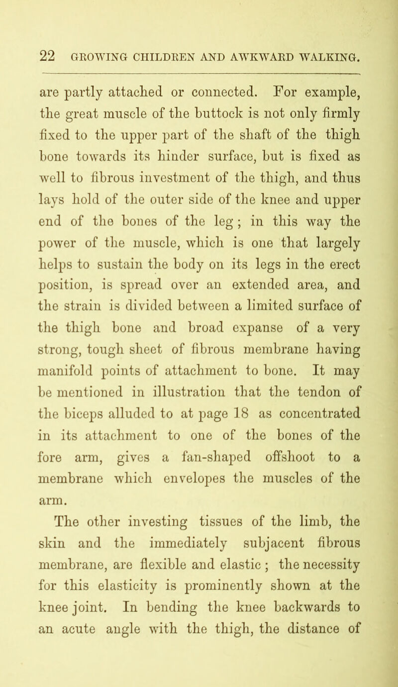 are partly attached or connected. For example, the great muscle of the bnttock is not only firmly fixed to the upper part of the shaft of the thigh bone towards its hinder surface, but is fixed as well to fibrous investment of the thigh, and thus lays hold of the outer side of the knee and upper end of the bones of the leg; in this way the power of the muscle, which is one that largely helps to sustain the body on its legs in the erect position, is spread over an extended area, and the strain is divided between a limited surface of the thigh bone and broad expanse of a very strong, tough sheet of fibrous membrane having manifold points of attachment to bone. It may be mentioned in illustration that the tendon of the biceps alluded to at page 18 as concentrated in its attachment to one of the bones of the fore arm, gives a fan-shaped offshoot to a membrane which envelopes the muscles of the arm. The other investing tissues of the limb, the skin and the immediately subjacent fibrous membrane, are flexible and elastic ; the necessity for this elasticity is prominently shown at the knee joint. In bending the knee backwards to an acute angle with the thigh, the distance of