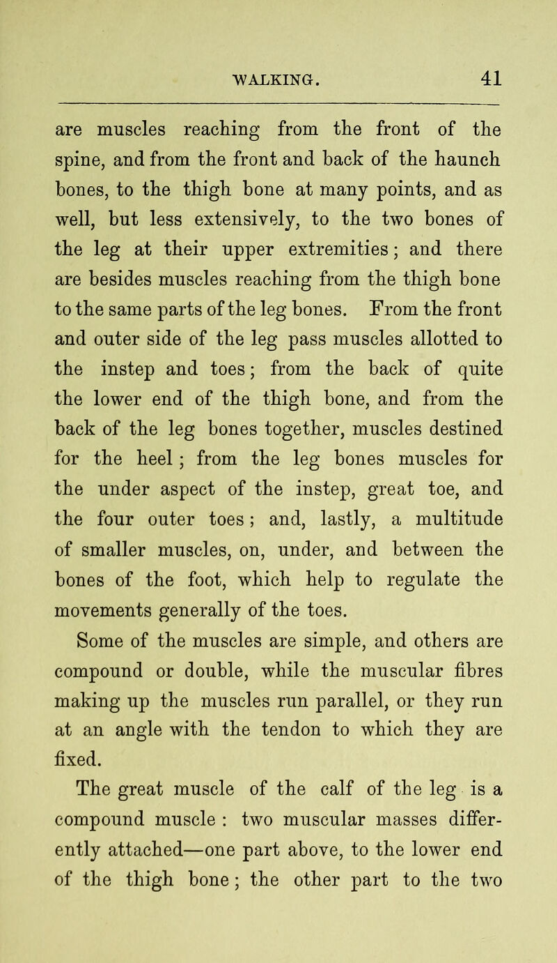 are muscles reaching from the front of the spine, and from the front and back of the haunch bones, to the thigh bone at many points, and as well, but less extensively, to the two bones of the leg at their upper extremities; and there are besides muscles reaching from the thigh bone to the same parts of the leg bones. From the front and outer side of the leg pass muscles allotted to the instep and toes; from the back of quite the lower end of the thigh bone, and from the back of the leg bones together, muscles destined for the heel; from the leg bones muscles for the under aspect of the instep, great toe, and the four outer toes; and, lastly, a multitude of smaller muscles, on, under, and between the bones of the foot, which help to regulate the movements generally of the toes. Some of the muscles are simple, and others are compound or double, while the muscular fibres making up the muscles run parallel, or they run at an angle with the tendon to which they are fixed. The great muscle of the calf of the leg is a compound muscle : two muscular masses differ- ently attached—one part above, to the lower end of the thigh bone; the other part to the two