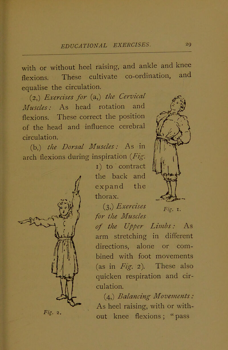 with or without heel raising, and ankle and knee flexions. These cultivate co-ordination, and equalise the circulation. (2,) Exercises for (a,) the Cervical Muscles: As head rotation and flexions. These correct the position of the head and influence cerebral circulation. (b,) the Dorsal Muscles: As in arch flexions during inspiration (Fig. 1) to contract the back and expand the thorax. (3,) Exercises for the Muscles of the Upper Limbs: As arm stretching in different directions, alone or com- bined with foot movements (as in Fig. 2). These also quicken respiration and cir- culation. (4,) Balancing Movements: As heel raising, with or with- out knee flexions ; “ pass