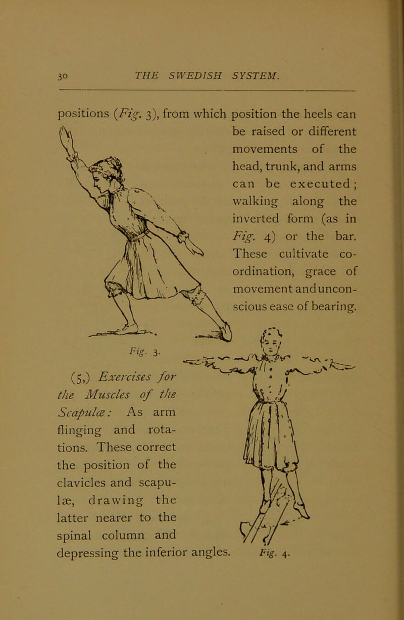positions (Fig. 3), from which position the heels can be raised or different movements of the head, trunk, and arms can be executed; walking along the inverted form (as in Fig. 4) or the bar. These cultivate co- ordination, grace of movement and uncon- scious ease of bearing. Tig- 3- (5,) Exercises for the Muscles of the Scapulce: As arm flinging and rota- tions. These correct the position of the clavicles and scapu- lae, drawing the latter nearer to the spinal column and depressing the inferior angles.