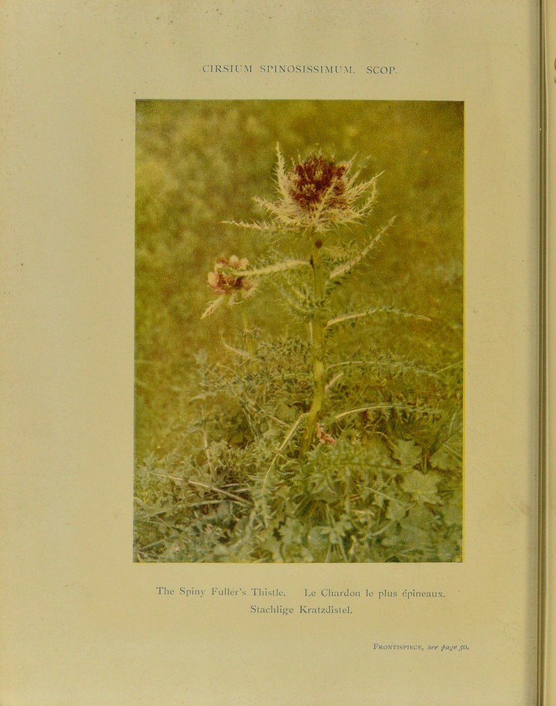 CIRSTUM SPINOSTSSTMUM. SCOP. The Spiny Fuller’s Thistle. Le Cluirdon le plus epineaux. Stachlige Kratzdistel. Frontispikck, srr j>age 50.