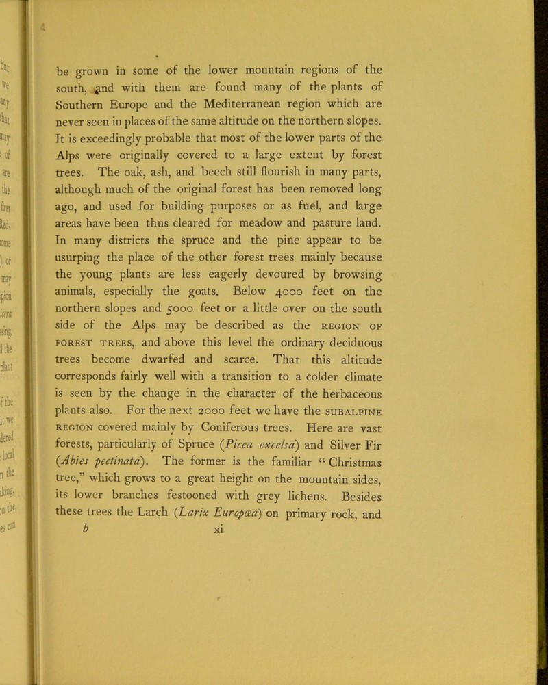 be grown in some of the lower mountain regions of the south, «md with them are found many of the plants of Southern Europe and the Mediterranean region which are never seen in places of the same altitude on the northern slopes. It is exceedingly probable that most of the lower parts of the Alps were originally covered to a large extent by forest trees. The oak, ash, and beech still flourish in many parts, although much of the original forest has been removed long ago, and used for building purposes or as fuel, and large areas have been thus cleared for meadow and pasture land. In many districts the spruce and the pine appear to be usurping the place of the other forest trees mainly because the young plants are less eagerly devoured by browsing animals, especially the goats. Below 4000 feet on the northern slopes and 5000 feet or a little over on the south side of the Alps may be described as the region of forest trees, and above this level the ordinary deciduous trees become dwarfed and scarce. That this altitude corresponds fairly well with a transition to a colder climate is seen by the change in the character of the herbaceous plants also. For the next 2000 feet we have the subalpine region covered mainly by Coniferous trees. Here are vast forests, particularly of Spruce (Picea excelsa) and Silver Fir (Abies pectinata). The former is the familiar “ Christmas tree,” which grows to a great height on the mountain sides, its lower branches festooned with grey lichens. Besides these trees the Larch (Larix Europcea) on primary rock, and b
