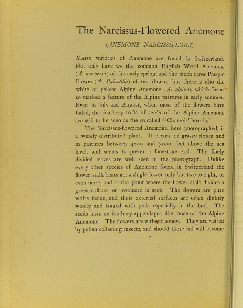 The Narcissus-Flowered Anemone (.ANEMONE NARCISSIFLORA) Many varieties of Anemone are found in Switzerland. Not only have we the common English Wood Anemone {A. nemorosa) of the early spring, and the much rarer Pasque Flower (A. Pulsatilla) of our downs, but there is also the white or yellow Alpine Anemone {A. alpina\ which forms'- so marked a feature of the Alpine pastures in early summer. Even in July and August, when most of the flowers have faded, the feathery tufts of seeds of the Alpine Anemone are still to be seen as the so-called “Chamois’ beards.” The Narcissus-flowered Anemone, here photographed, is a widely distributed plant. It occurs on grassy slopes and in pastures between 4000 and 7000 feet above the sea level, and seems to prefer a limestone soil. The finely divided leaves are well seen in the photograph. Unlike every other species of Anemone found in Switzerland the flower stalk bears not a single flower only but two to eight, or even more, and at the point where the flower stalk divides a green collaret or involucre is seen. The flowers are pure white inside, and their external surfaces are often slightly woolly and tinged with pink, especially in the bud. The seeds have no feathery appendages like those of the Alpine Anemone. The flowers are without honey. They are visited by pollen-collecting insects, and should these fail will become 2