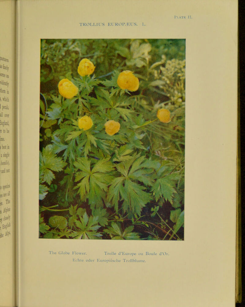 Pl.ATE II. TROLLIUS EUROI’.EUS. L. I lie (ilobe blower. Trolle d’Europe ou Boule d’Or. Eehte oder Europiiische Trollblunie.