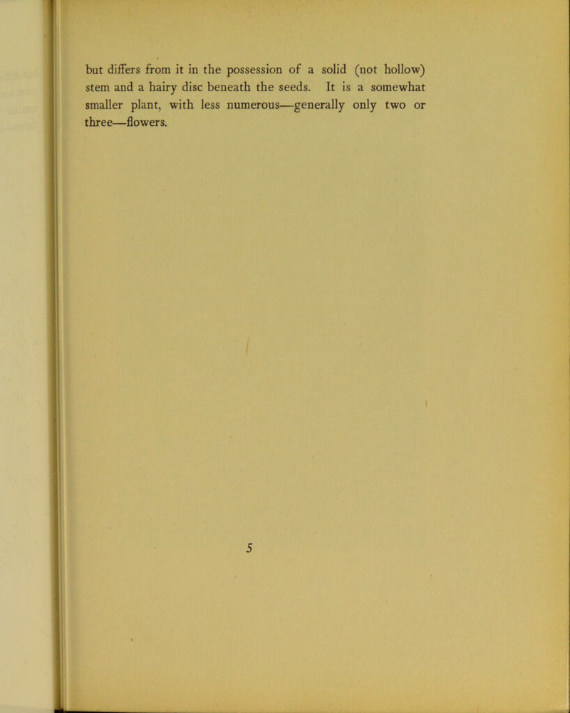stem and a hairy disc beneath the seeds. It is a somewhat smaller plant, with less numerous—generally only two or three—flowers.
