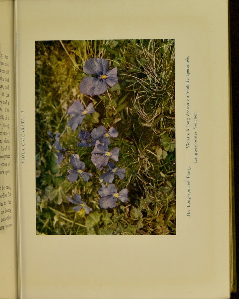 The Long-spurred Pansy. Violette a long eperon ou Violette dperonnee. Langgesporntes Veilchen.