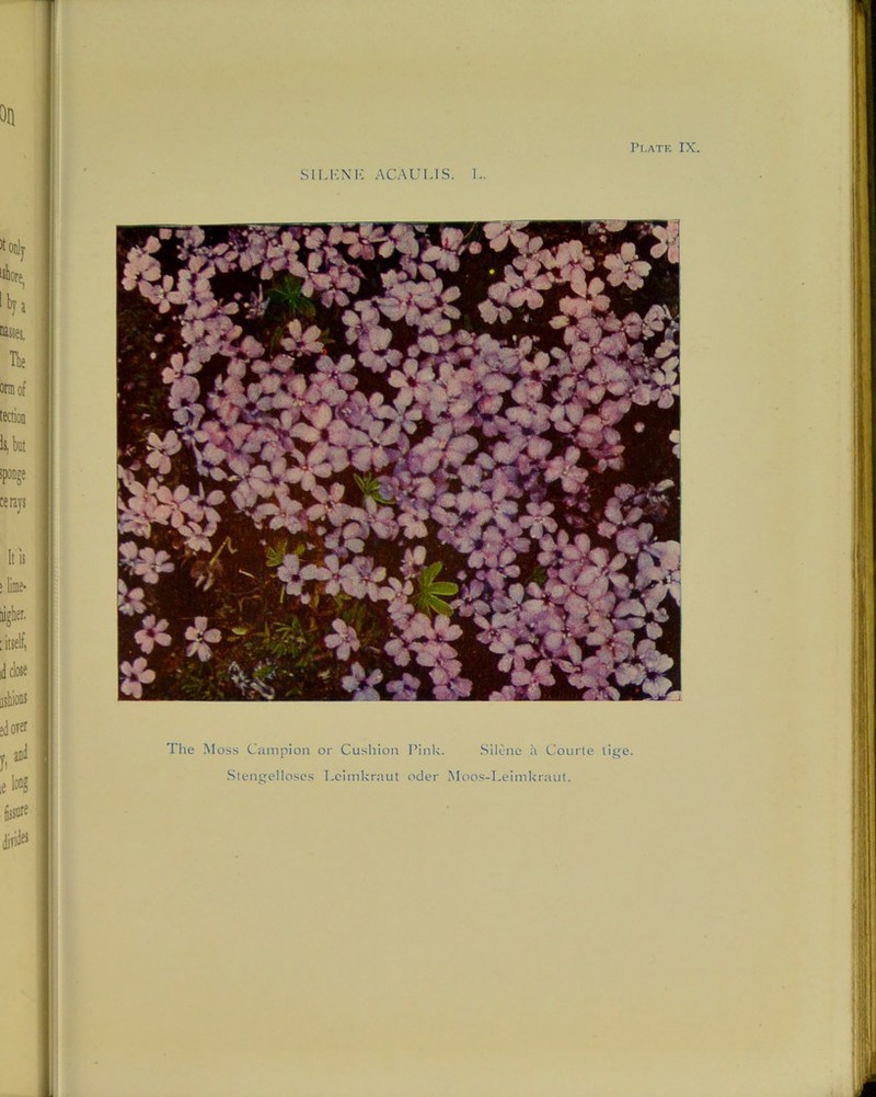 Plate IX SILENE ACAULIS. L. The Moss Campion or Cushion Pink. Silene a Courle tige. Stengelioses Leimkraut oder Moos-Leimkraut.