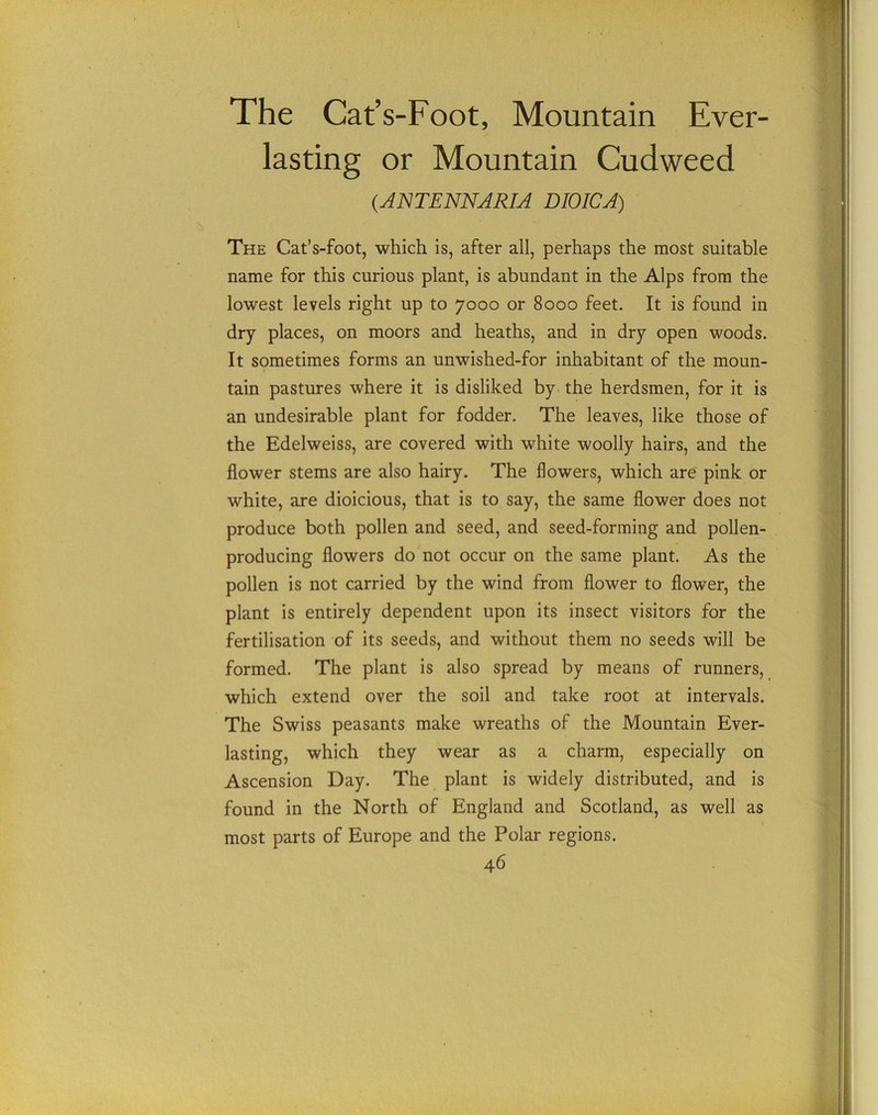 The Cat’s-Foot, Mountain Ever- lasting or Mountain Cudweed (.ANTENNARIA DIOICA) The Cat’s-foot, which is, after all, perhaps the most suitable name for this curious plant, is abundant in the Alps from the lowest levels right up to 7000 or 8000 feet. It is found in dry places, on moors and heaths, and in dry open woods. It sometimes forms an unwished-for inhabitant of the moun- tain pastures where it is disliked by the herdsmen, for it is an undesirable plant for fodder. The leaves, like those of the Edelweiss, are covered with white woolly hairs, and the flower stems are also hairy. The flowers, which are pink or white, are dioicious, that is to say, the same flower does not produce both pollen and seed, and seed-forming and pollen- producing flowers do not occur on the same plant. As the pollen is not carried by the wind from flower to flower, the plant is entirely dependent upon its insect visitors for the fertilisation of its seeds, and without them no seeds will be formed. The plant is also spread by means of runners, which extend over the soil and take root at intervals. The Swiss peasants make wreaths of the Mountain Ever- lasting, which they wear as a charm, especially on Ascension Day. The plant is widely distributed, and is found in the North of England and Scotland, as well as most parts of Europe and the Polar regions.